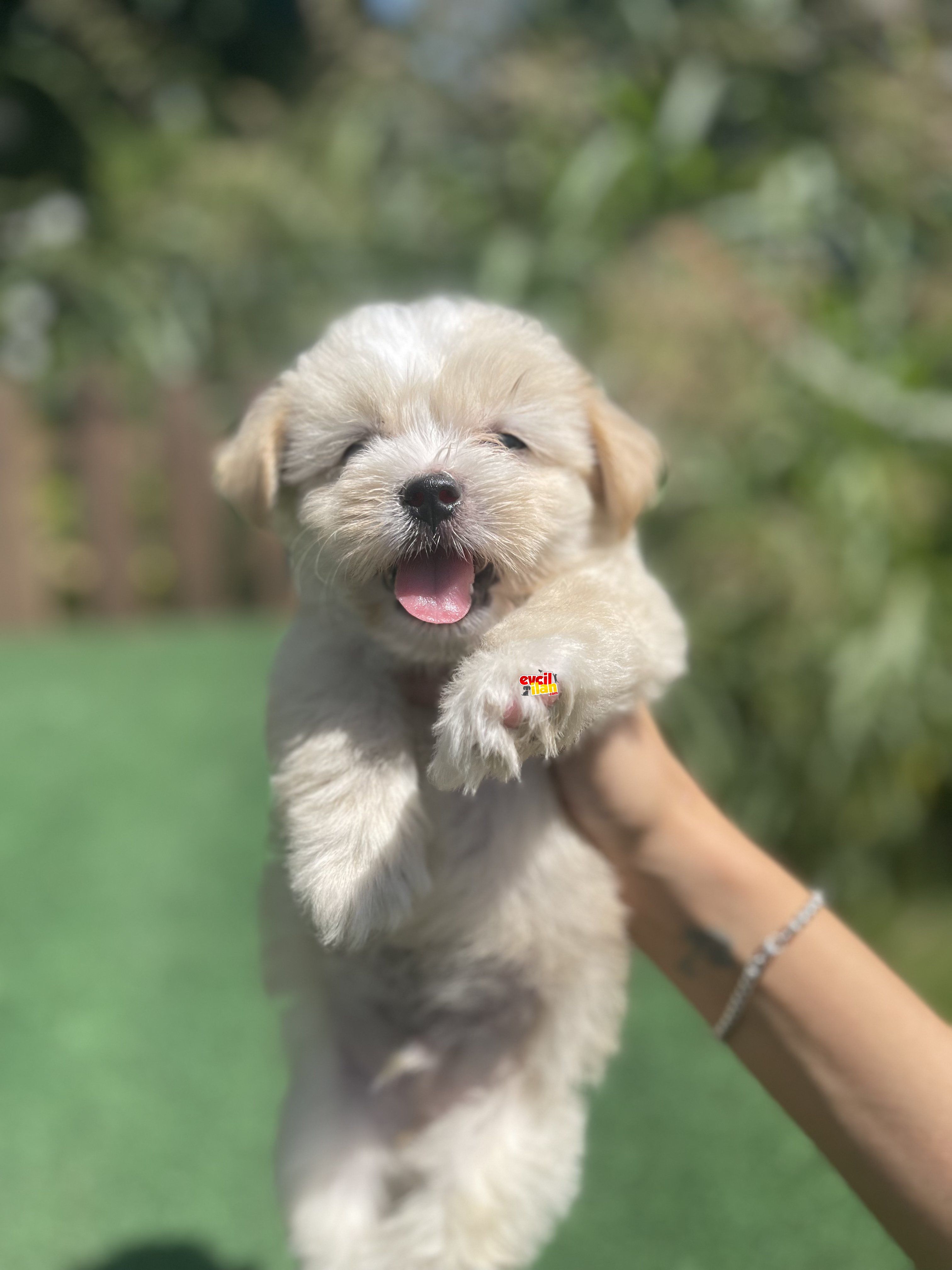 F2 Jenerasyon Muhtesem Maltipoo Yavrularimiz