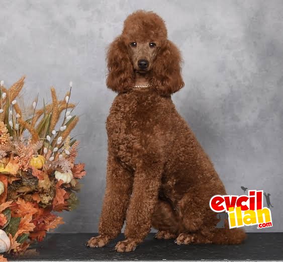 FCI SECERELİ DEV BOY POODLE BEBEKLER 