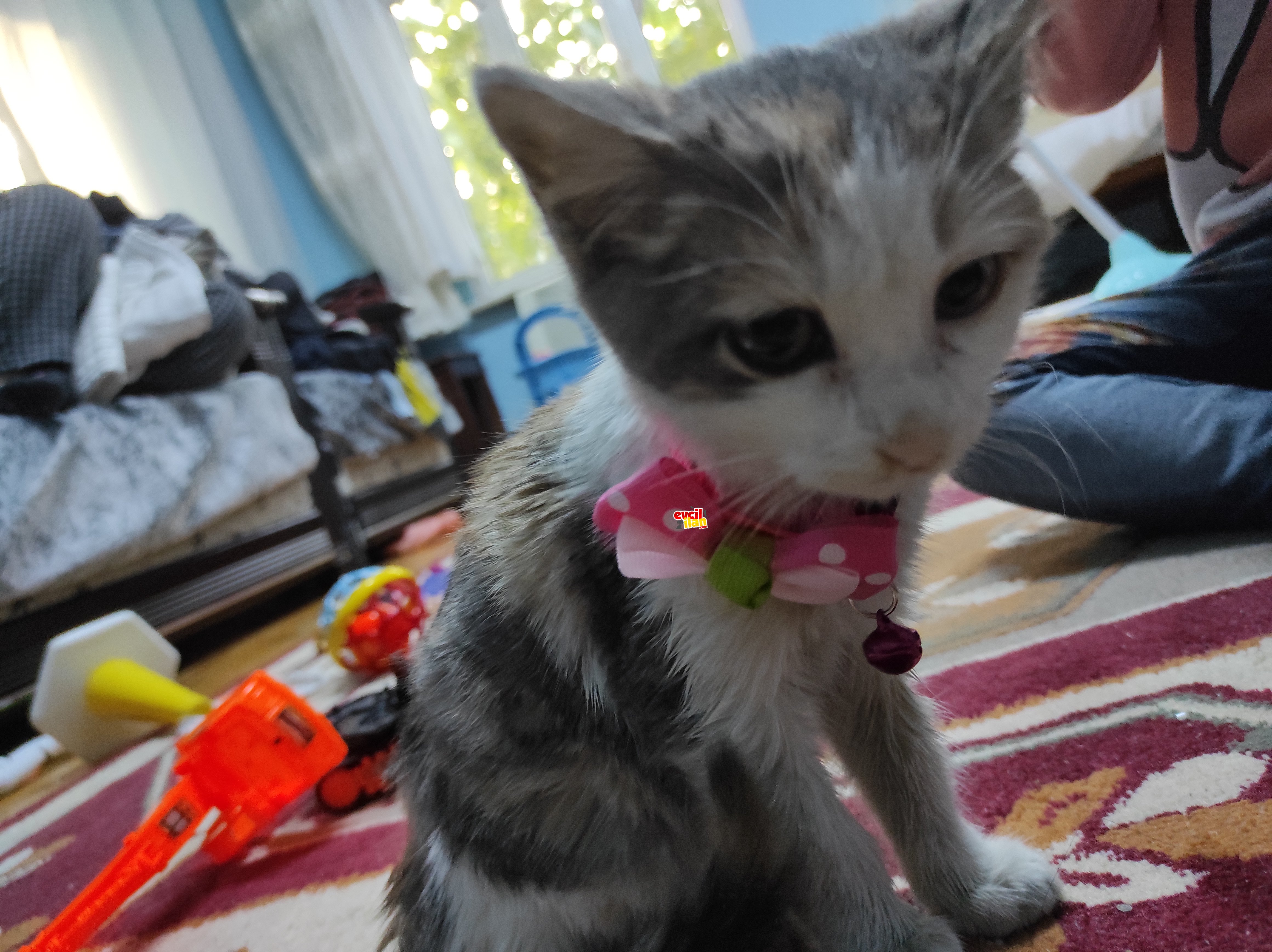 Fıstığımız ömürlük yuvasını arıyor.