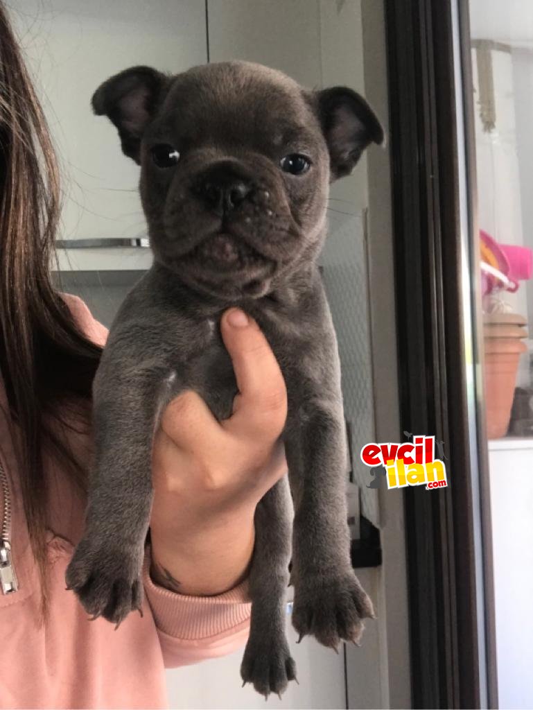 FRENCH BULLDOG BEBEKLER