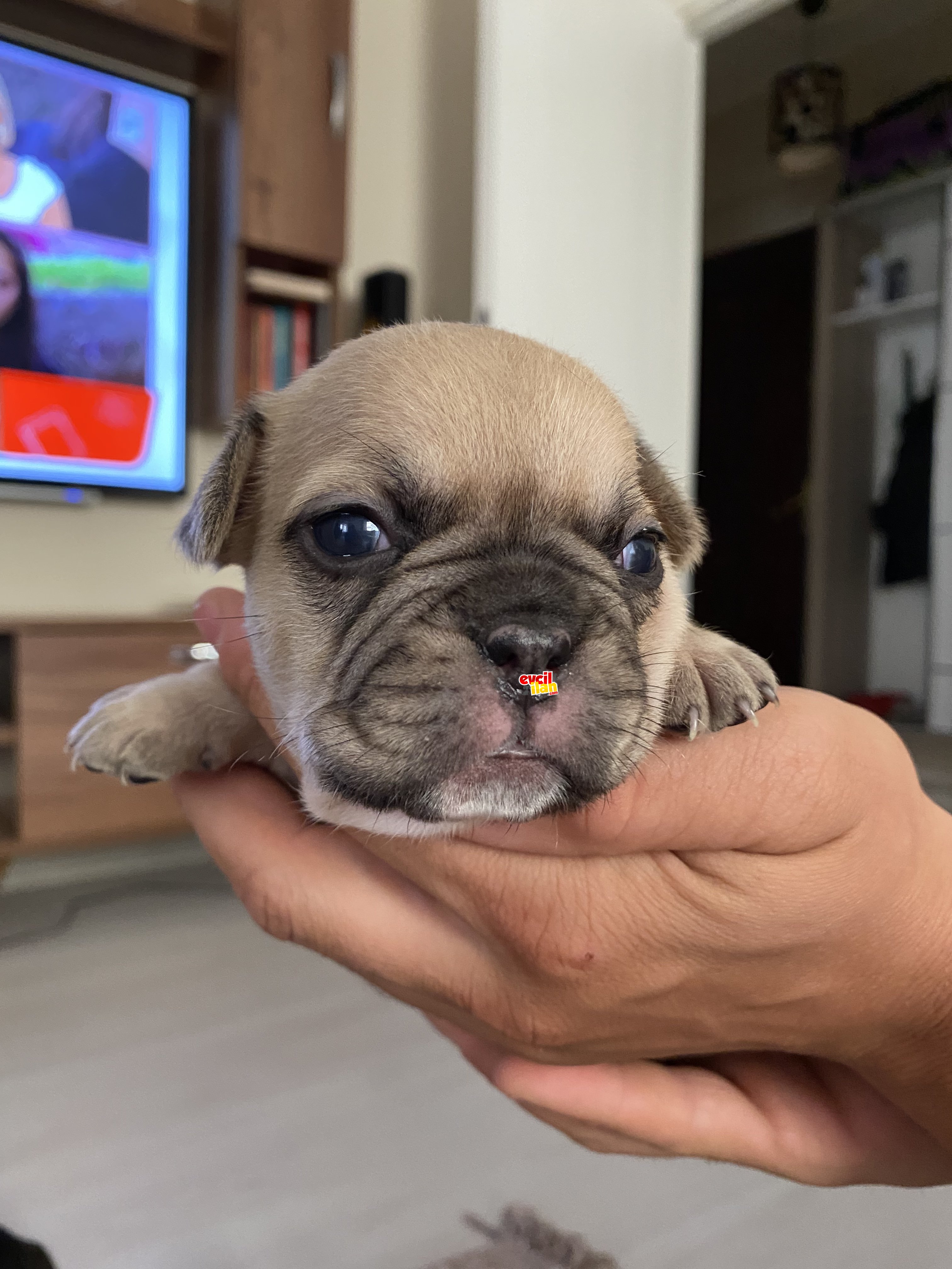 French bulldog bebeklerimiz 