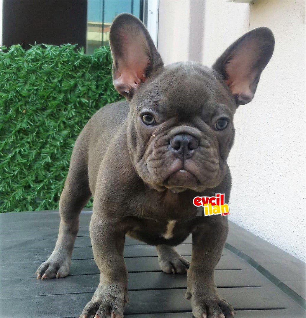 French BUlldog Blue Quad Erkek