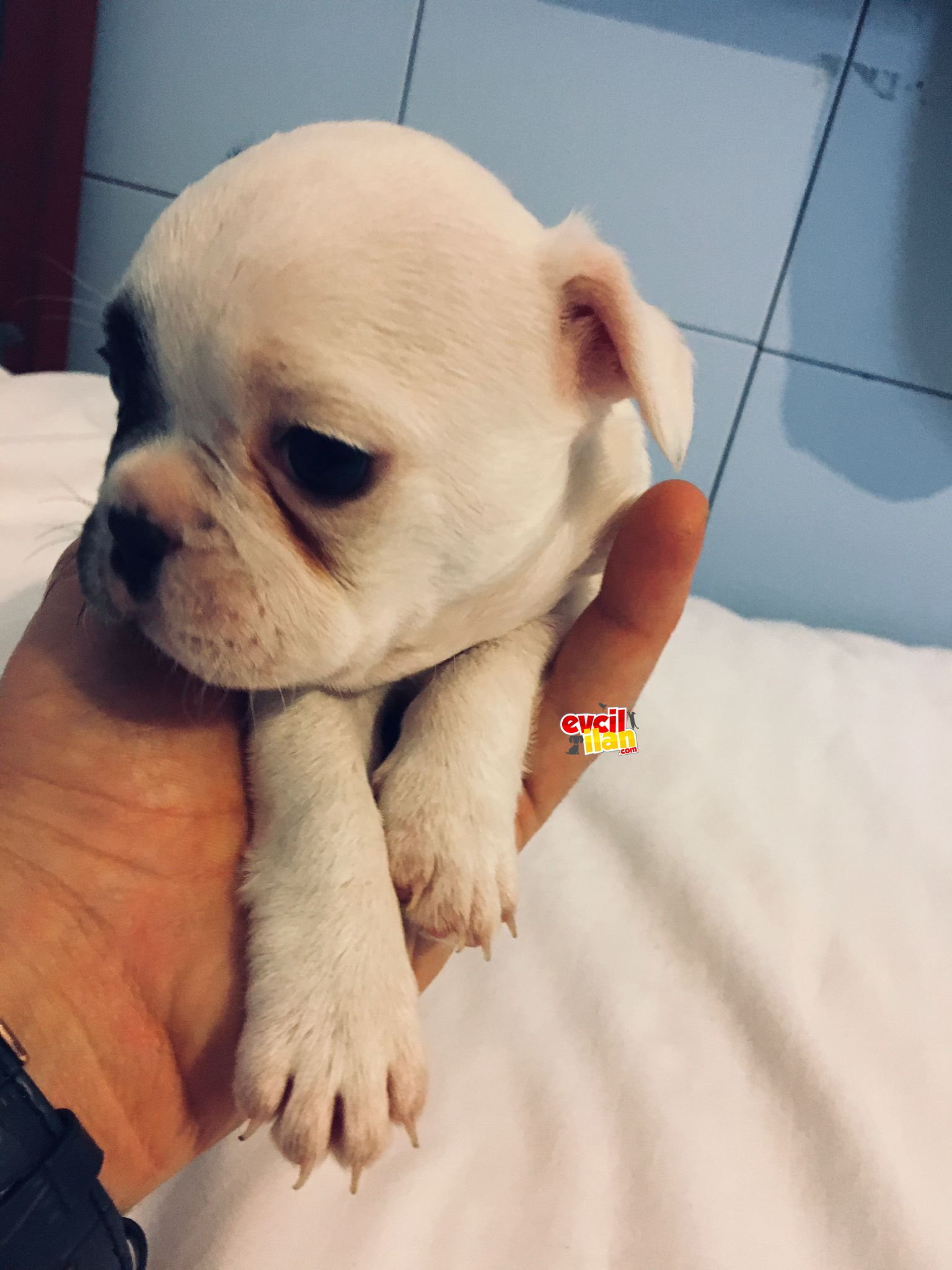 French Bulldog Dişi