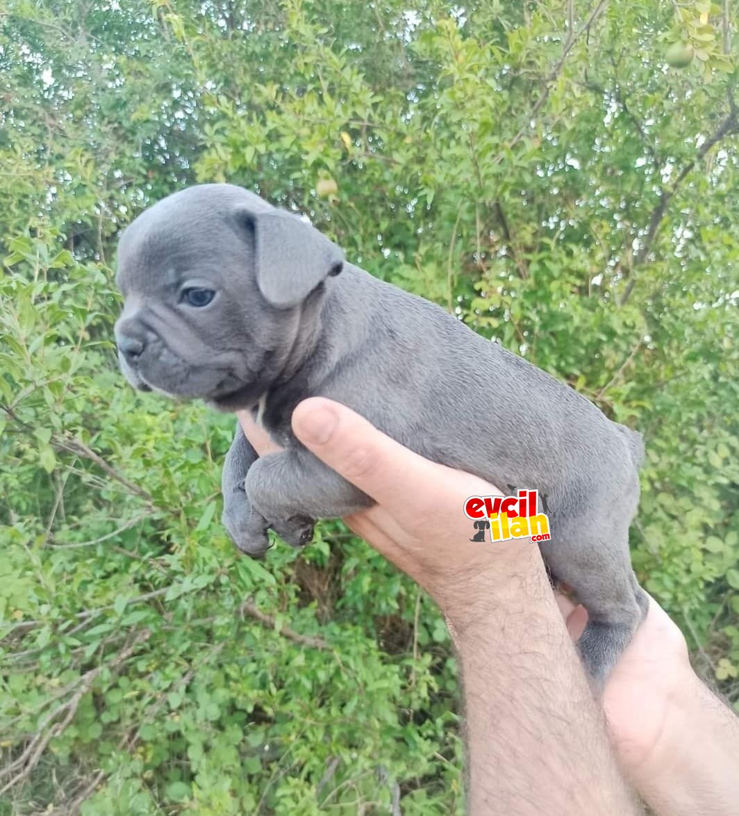 French Bulldog Egzotik ve Standart Yavrularımız Mevcut