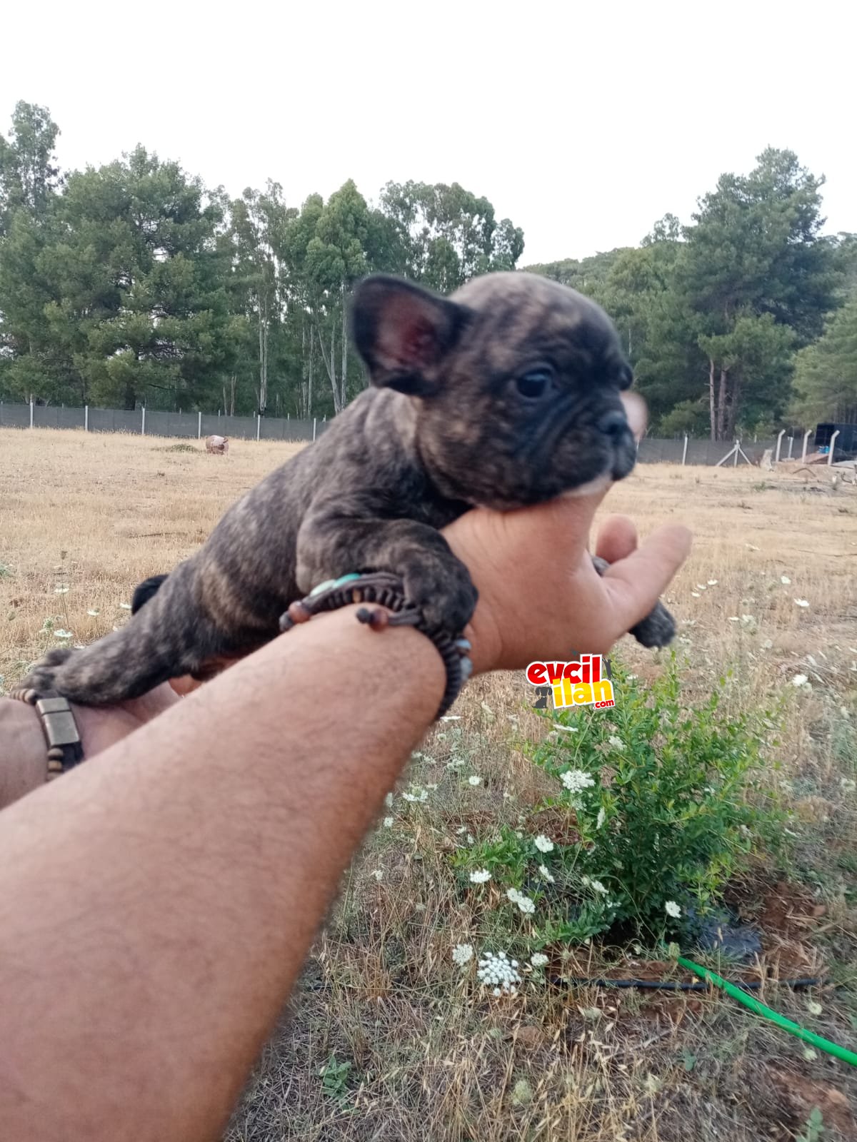 French Bulldog Fawn pied yavrularımız