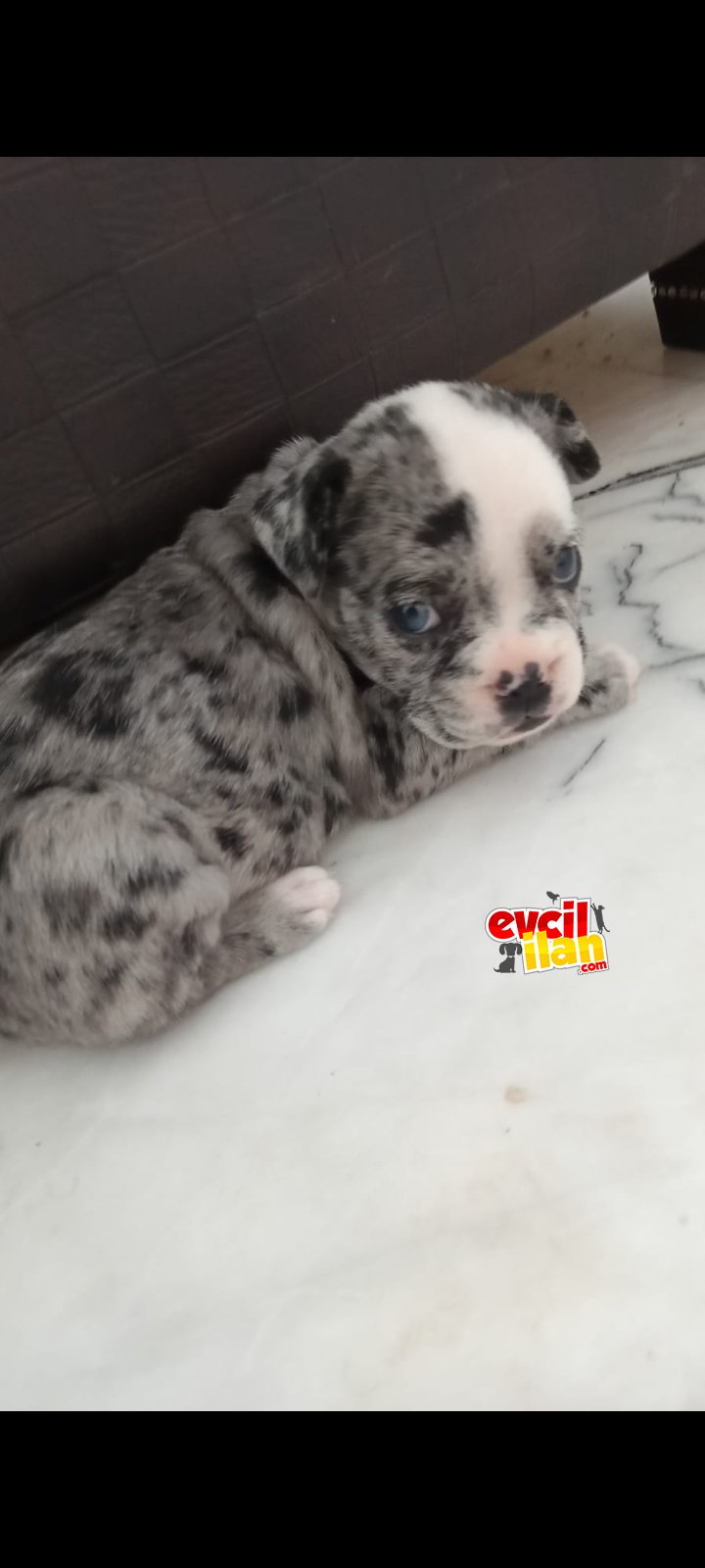 French Bulldog Merle 