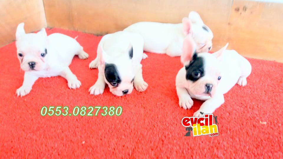 FRENCH BULLDOG YAVRULAR İZMİR