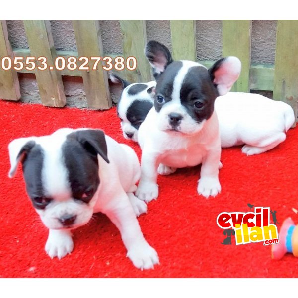 FRENCH BULLDOG YAVRULAR İZMİR 