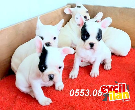 FRENCH BULLDOG YAVRULAR İZMİR