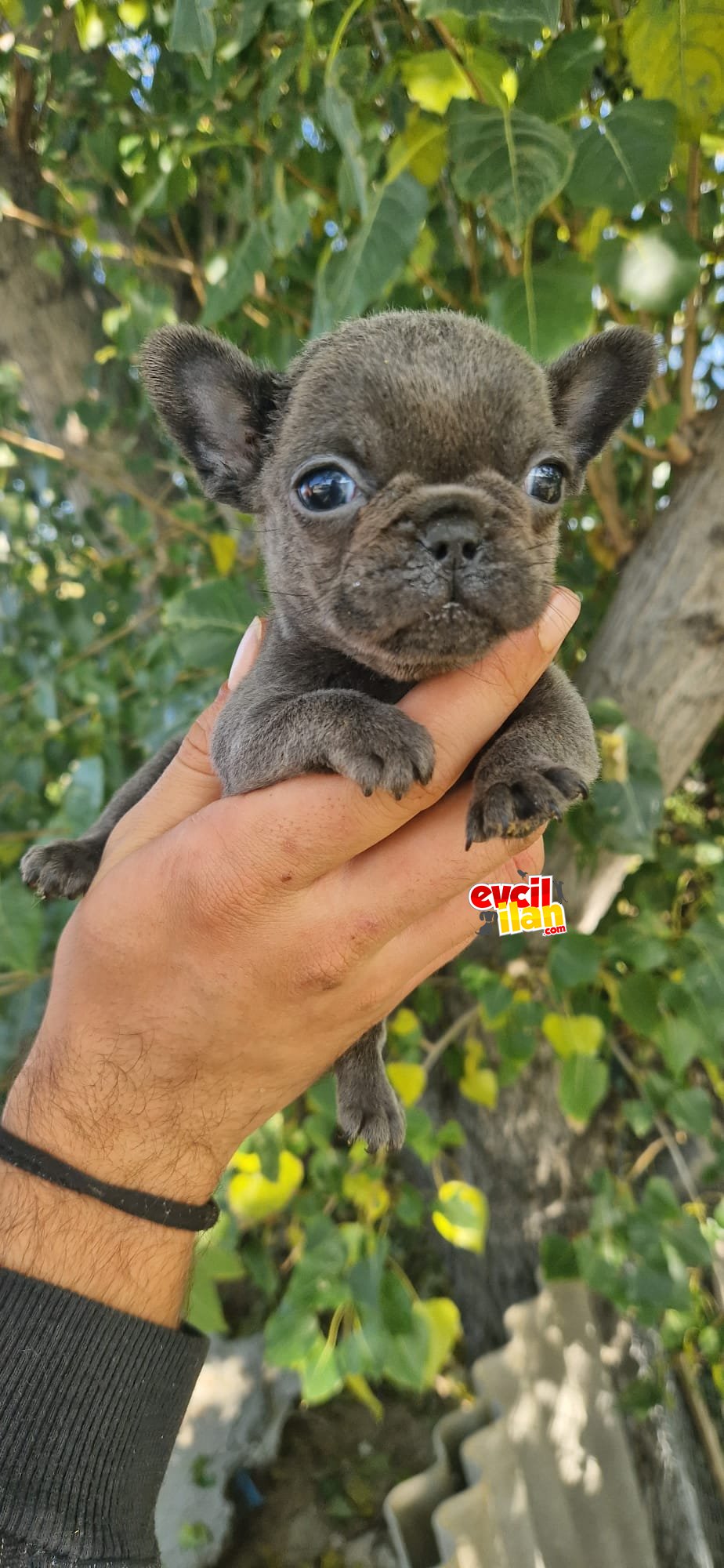 French Bulldog yavrular 