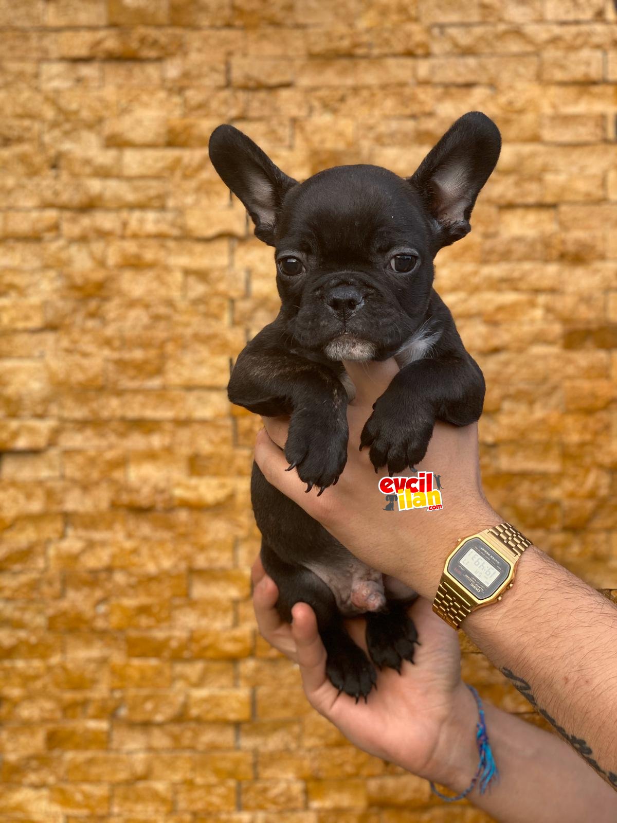 FRENCH BULLDOG YAVRULARIMIZ