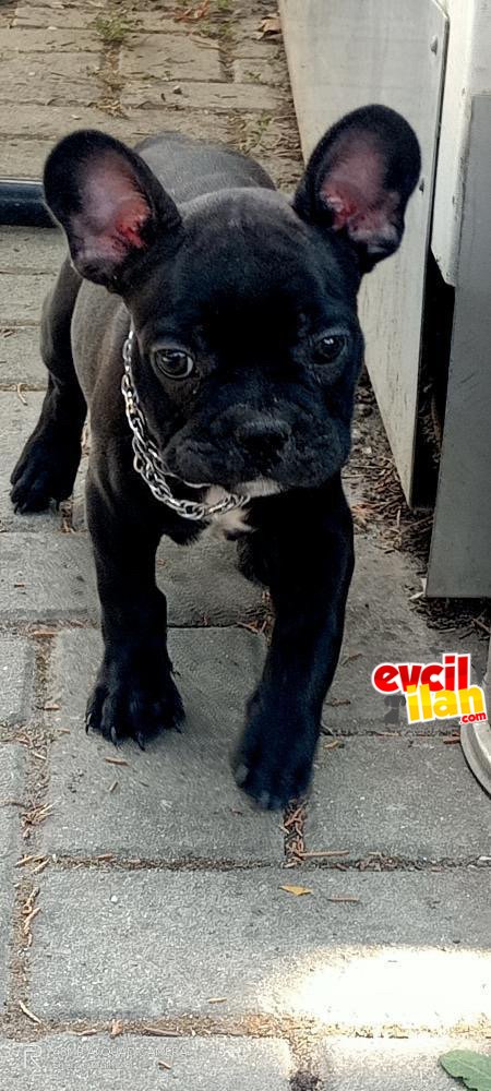French bulldog