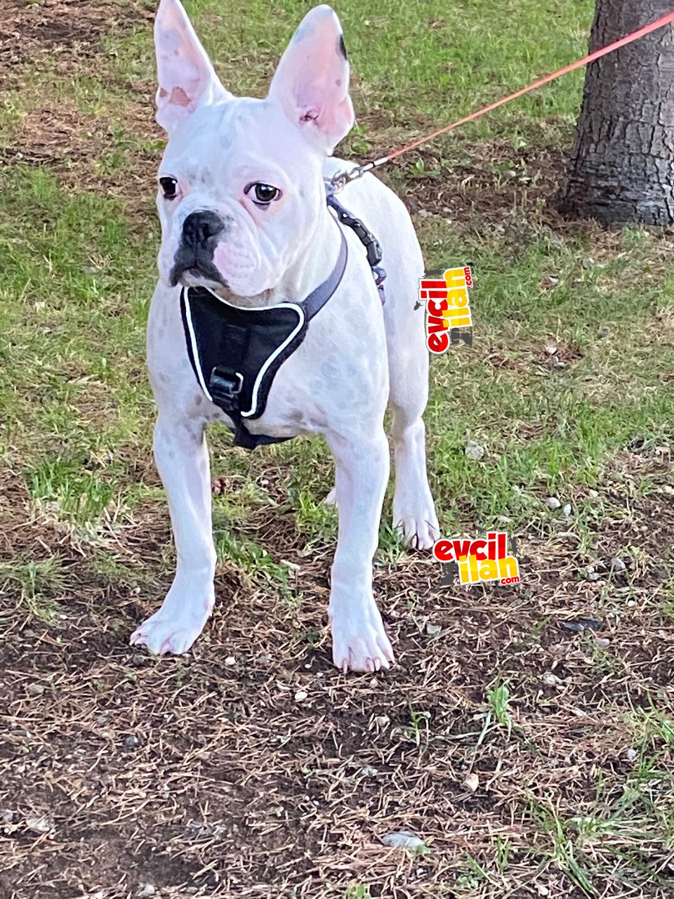 French Bulldog