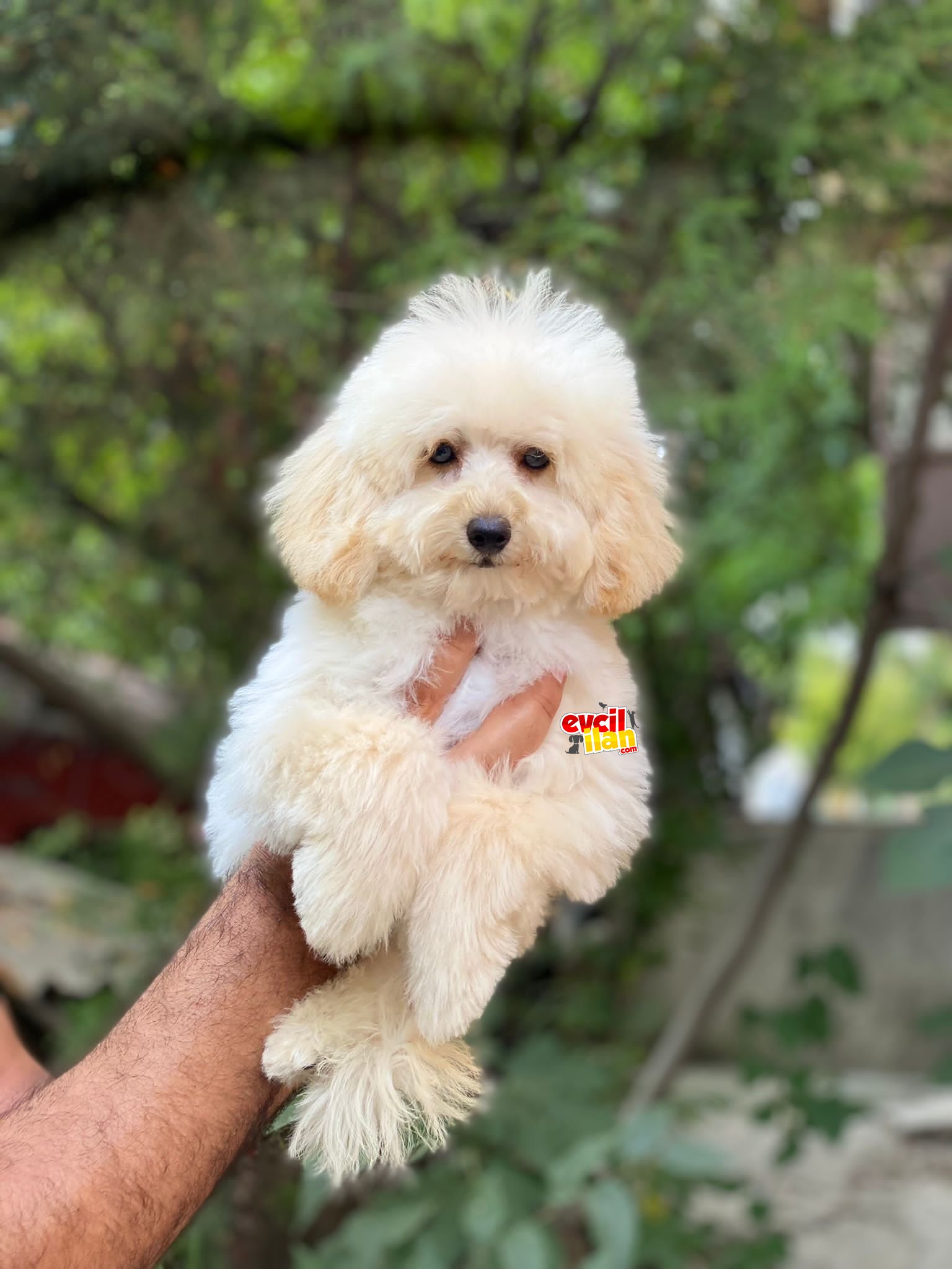 Full Aşılı 1750gr 5 Aylık Maltipoo Yavrumuz