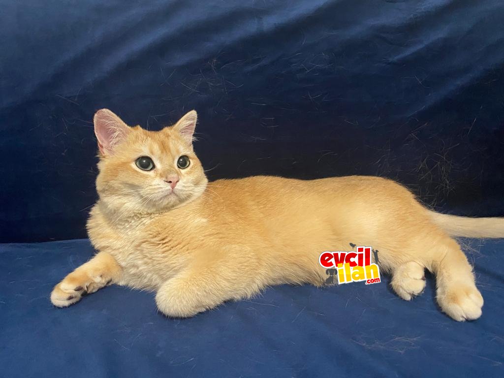 FULL SCR Lİ BRİTİSH NY11 GOLDEN