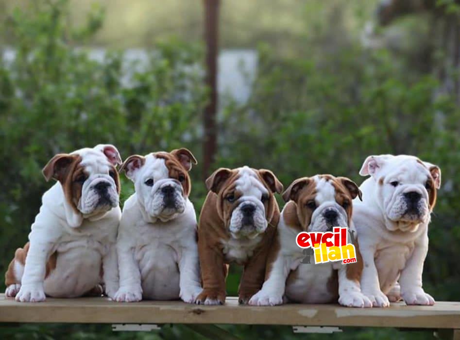 FULL SCR Lİ İTHAL İNGİLİZ BULLDOG YAVRULAR 