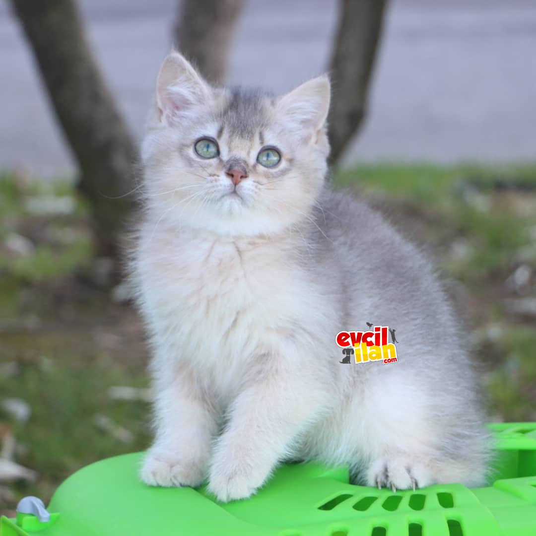 Full şecereli scottish straight AY 11 Erkek 