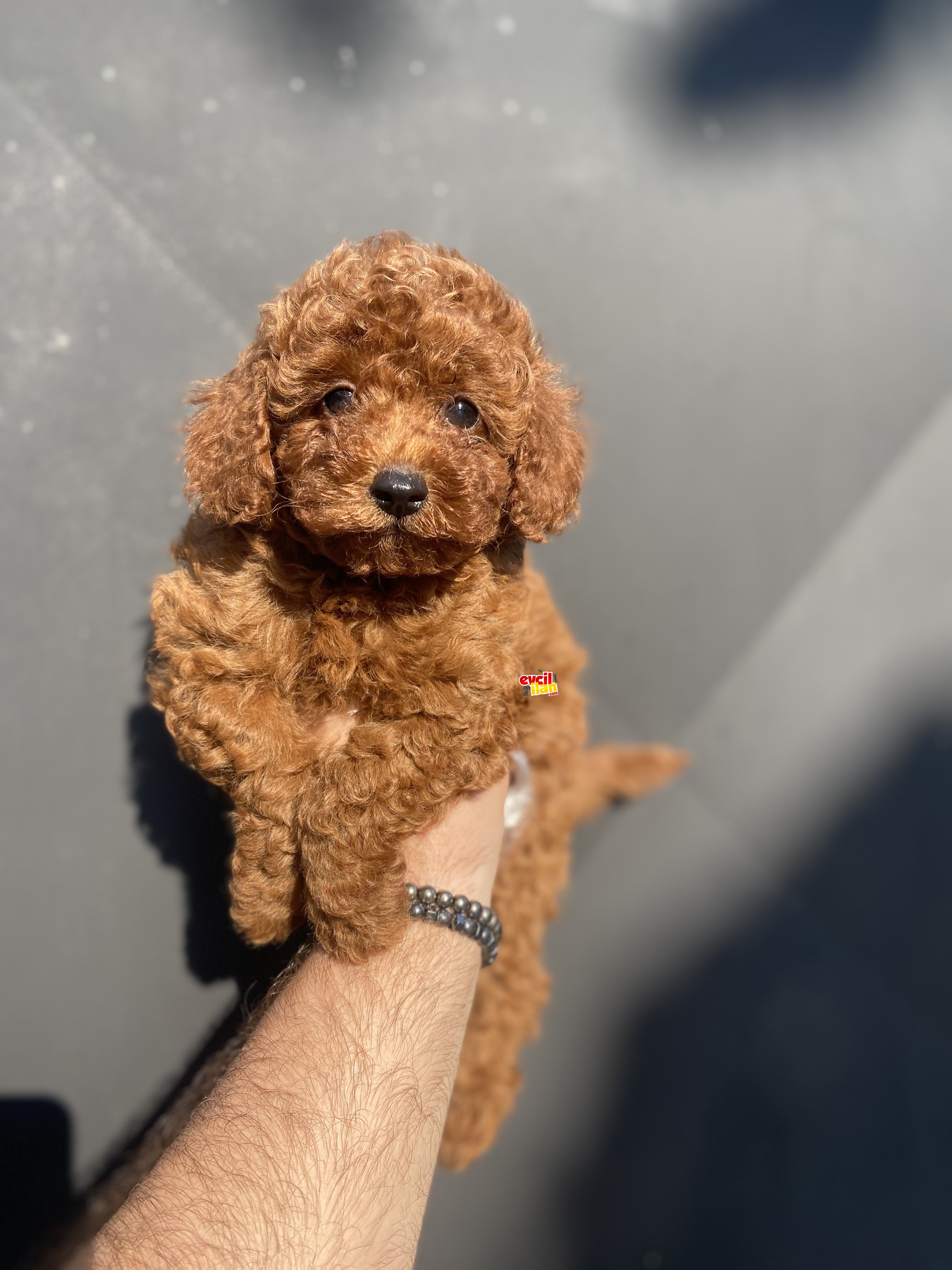 GARANTİLİ RED BROWN TOY POODLE BEBEKLER 