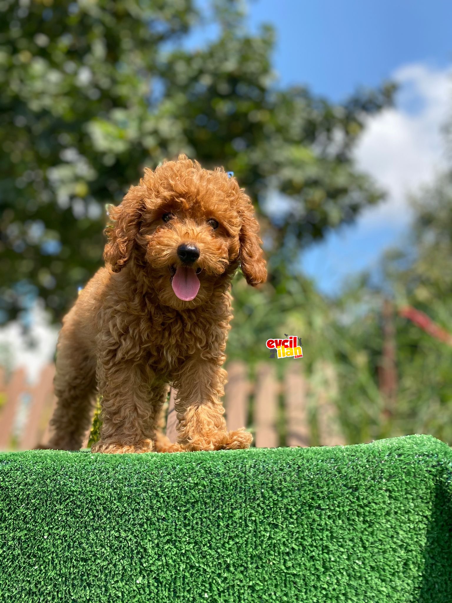 GARANTİLİ TOY POODLE OYUNCAK BEBEKLER 