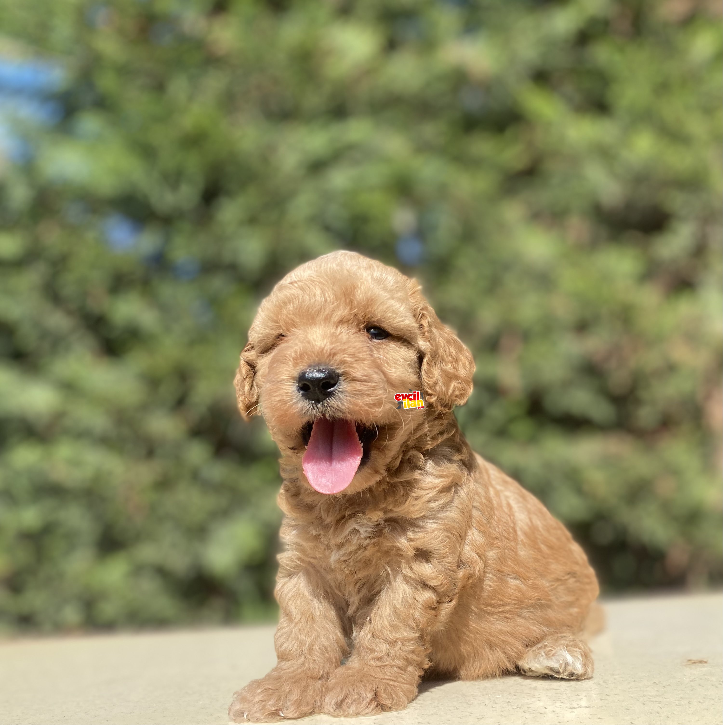 GERÇEK MALTİPOO BEBEKLER DİŞİ ERKEK