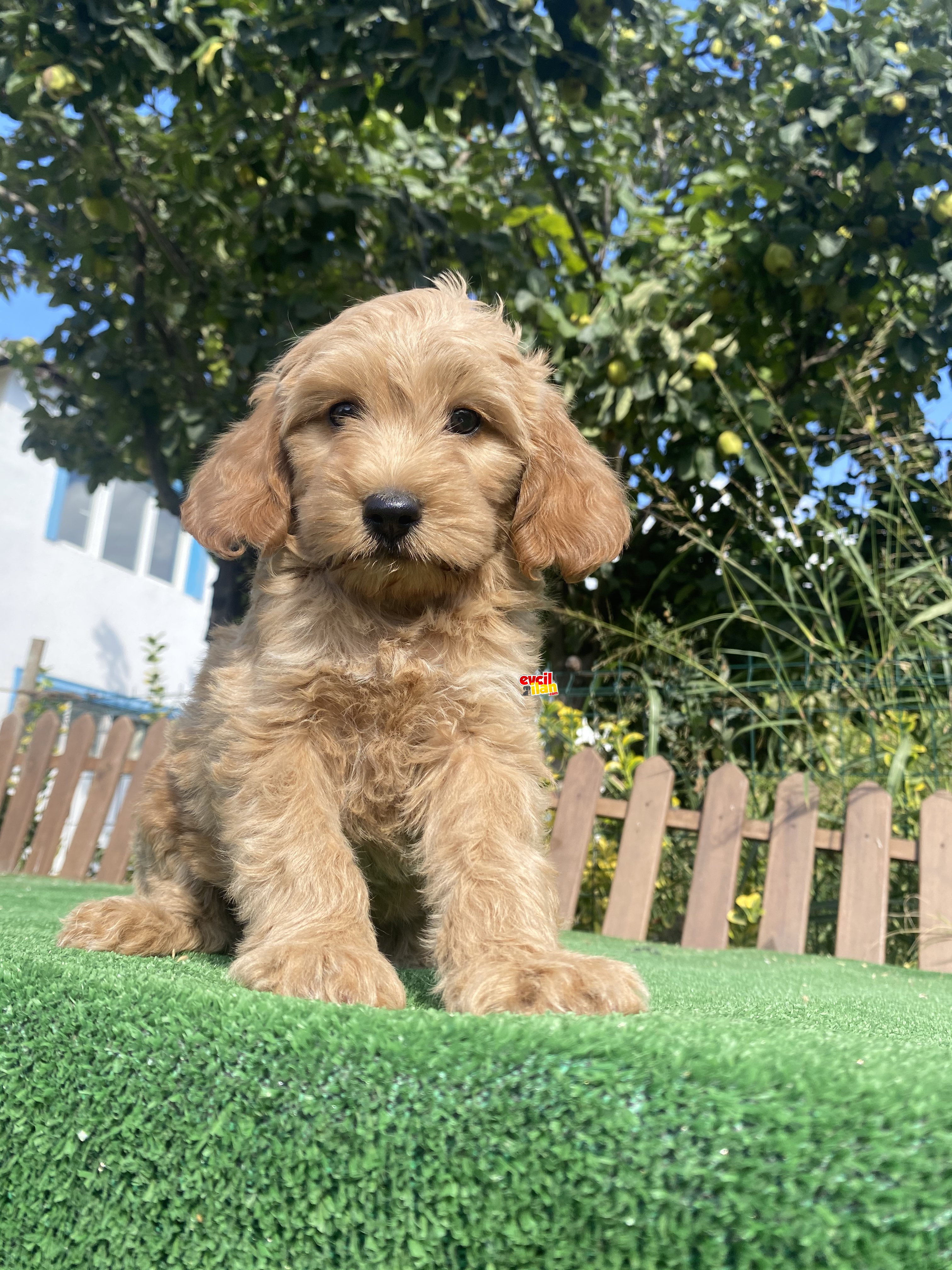 GERÇEK MALTİPOO BEBEKLER 