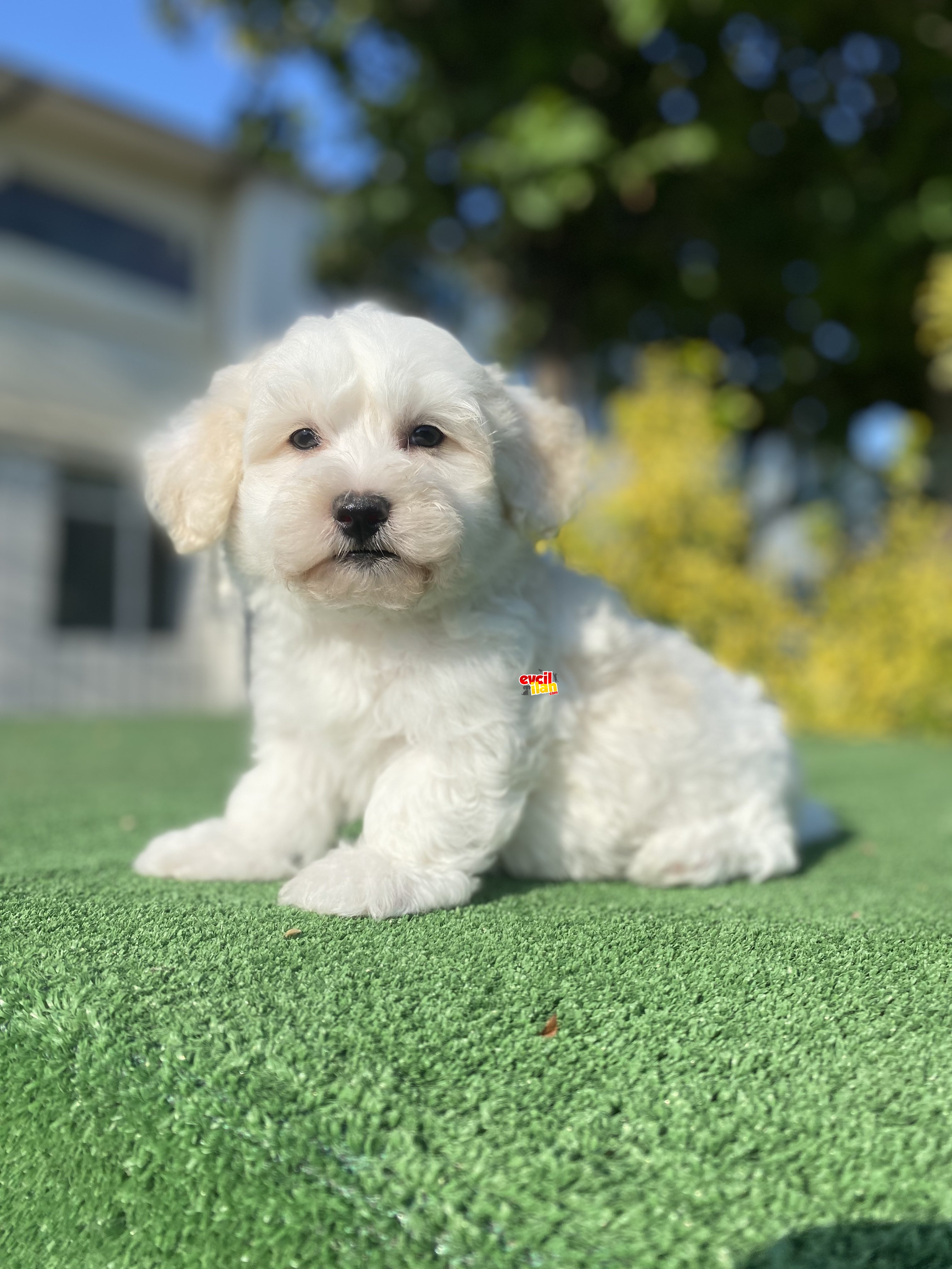 GERÇEK MALTİPOO BEBEKLER