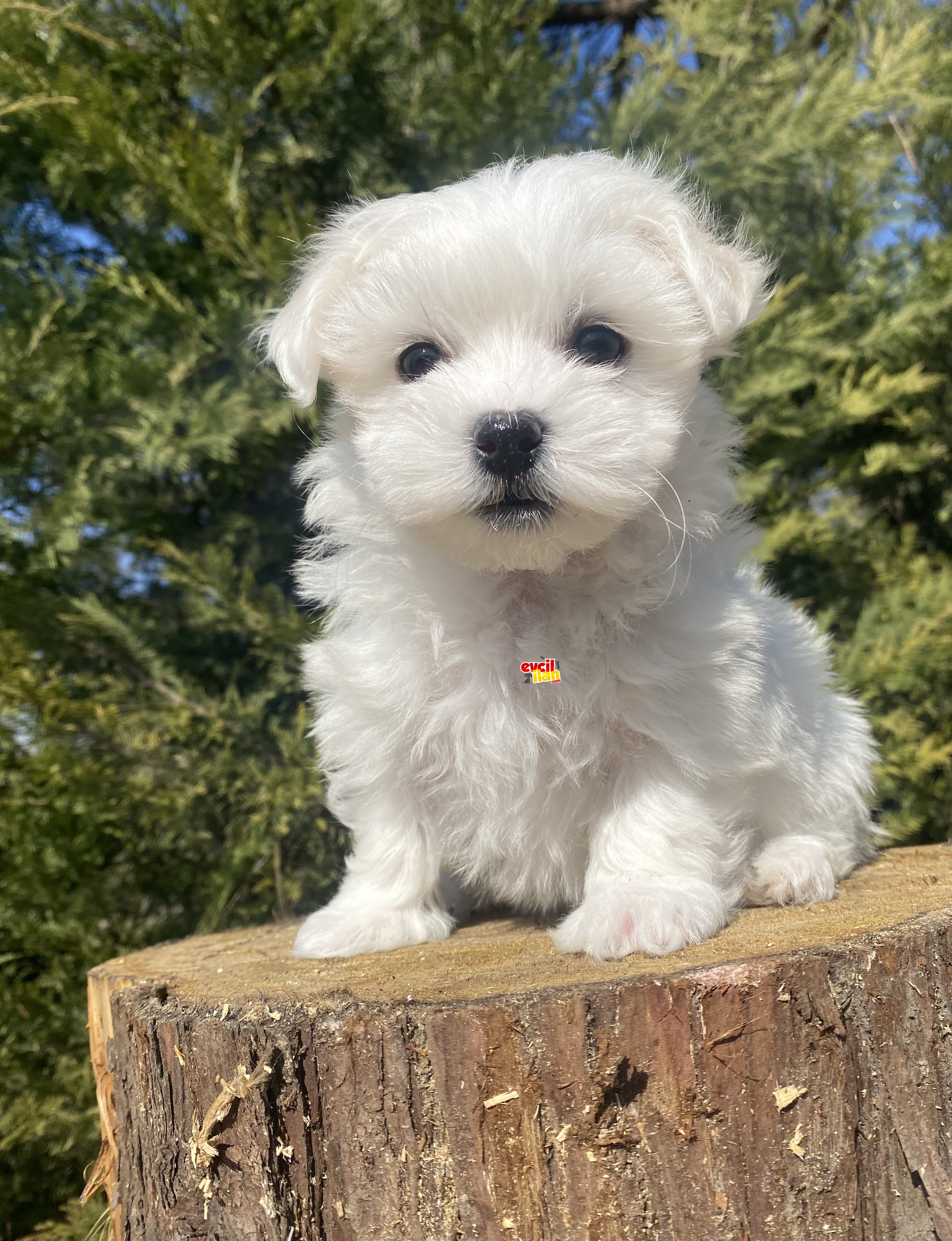 GERÇEK ORJİNAL MALTESE TERRİER