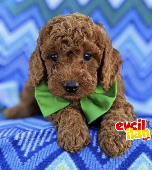 GERÇEK RED BROWN TOY POODLE BEBEKLER 