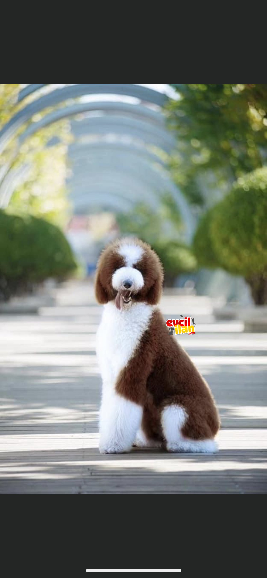 Giant poodle dev bebekler55-65 cm