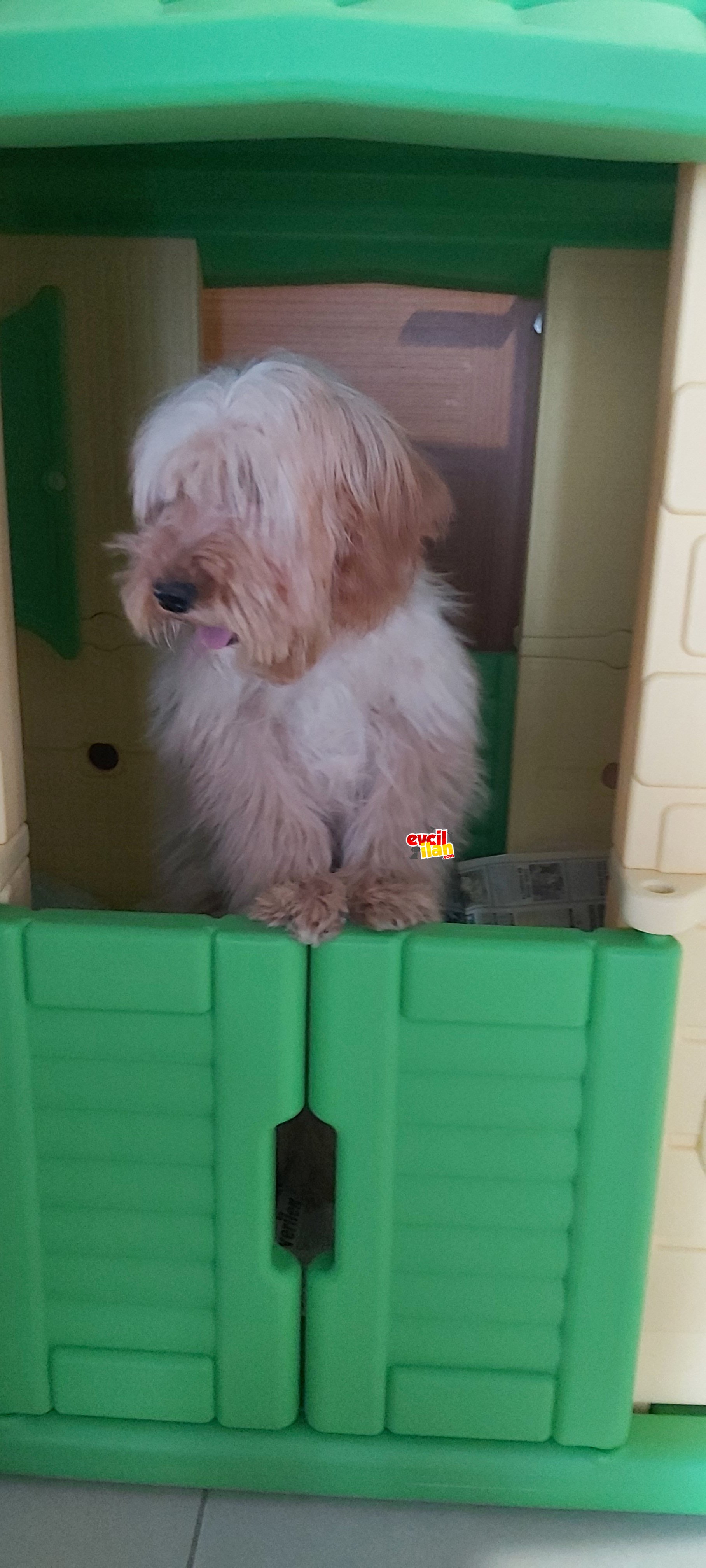 GOLD ERKEK MALTİPOO