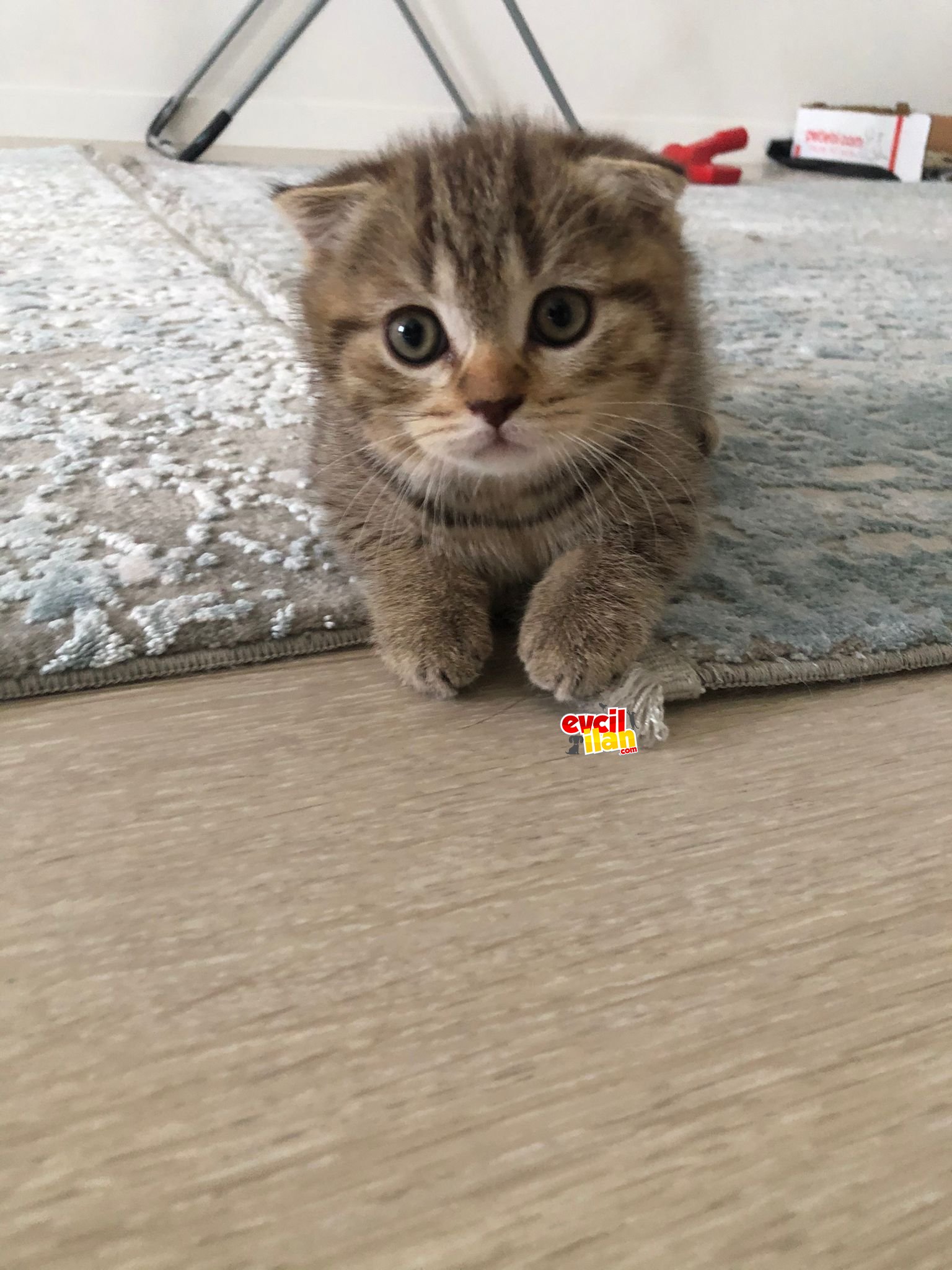 Gold Tabby Scottish Fold