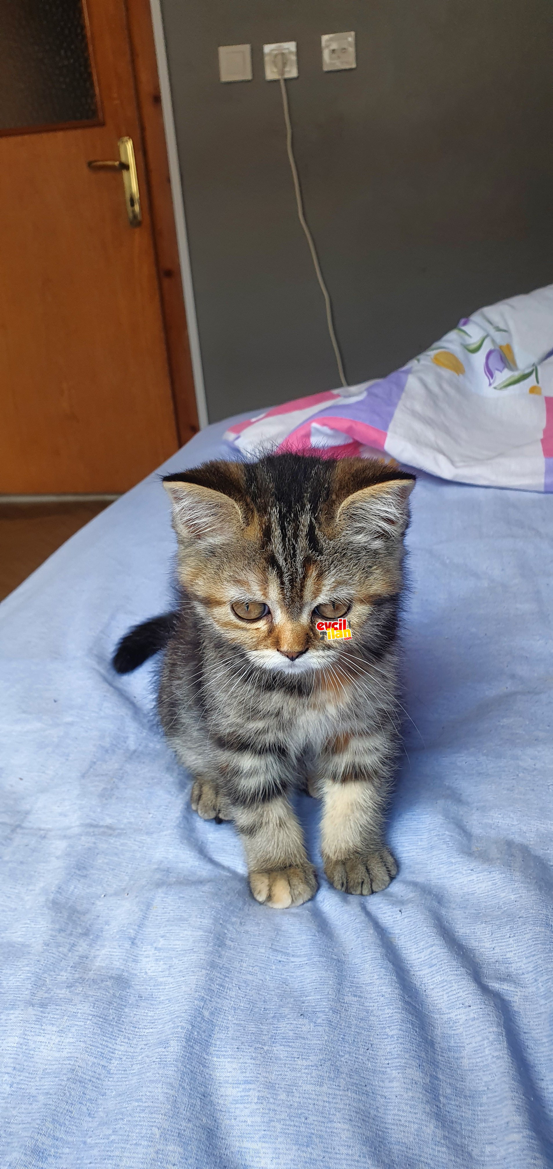 GOLDEN BLACK TABBY DİŞİ YAVRU