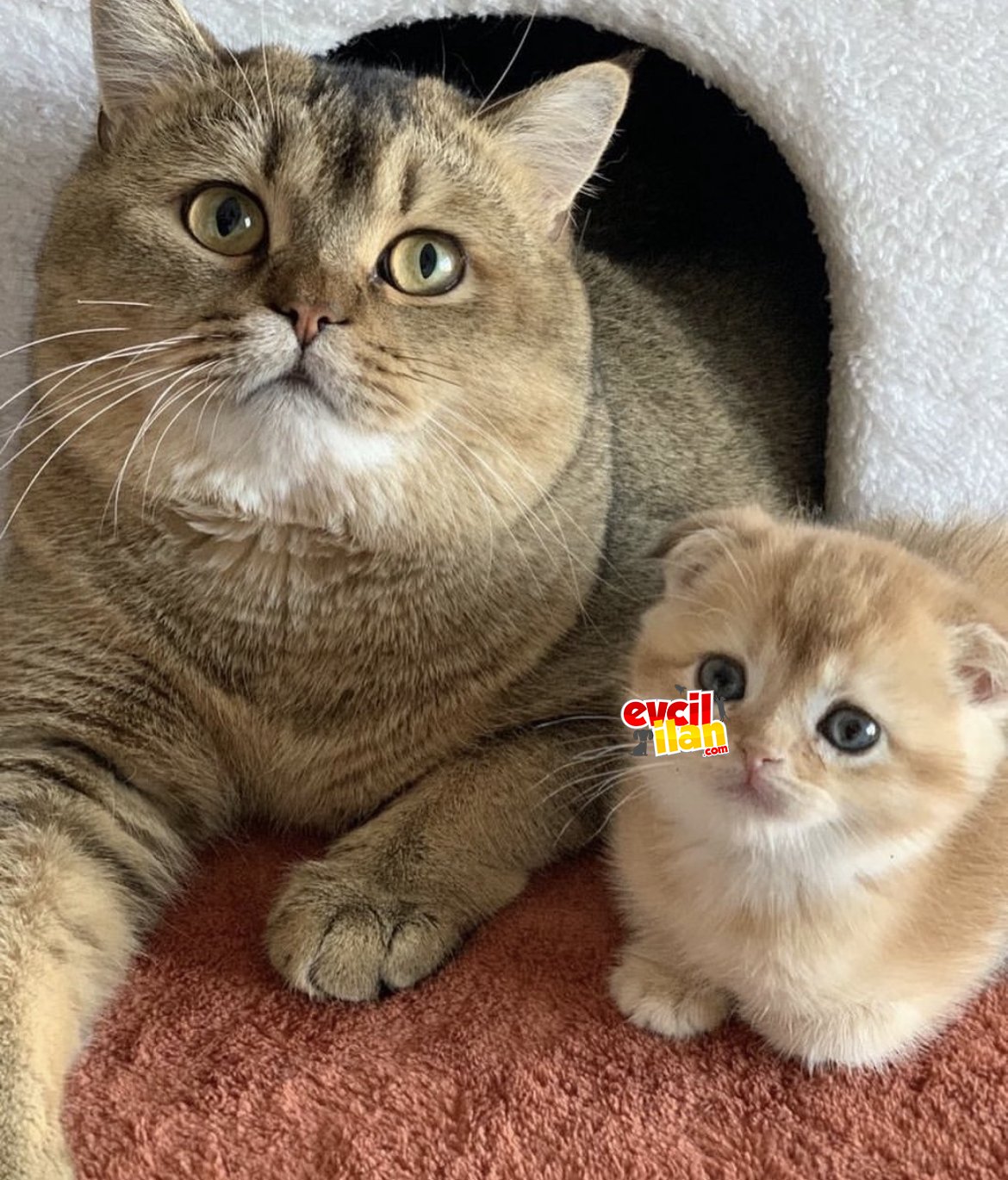 Golden British Shorthair NY11 