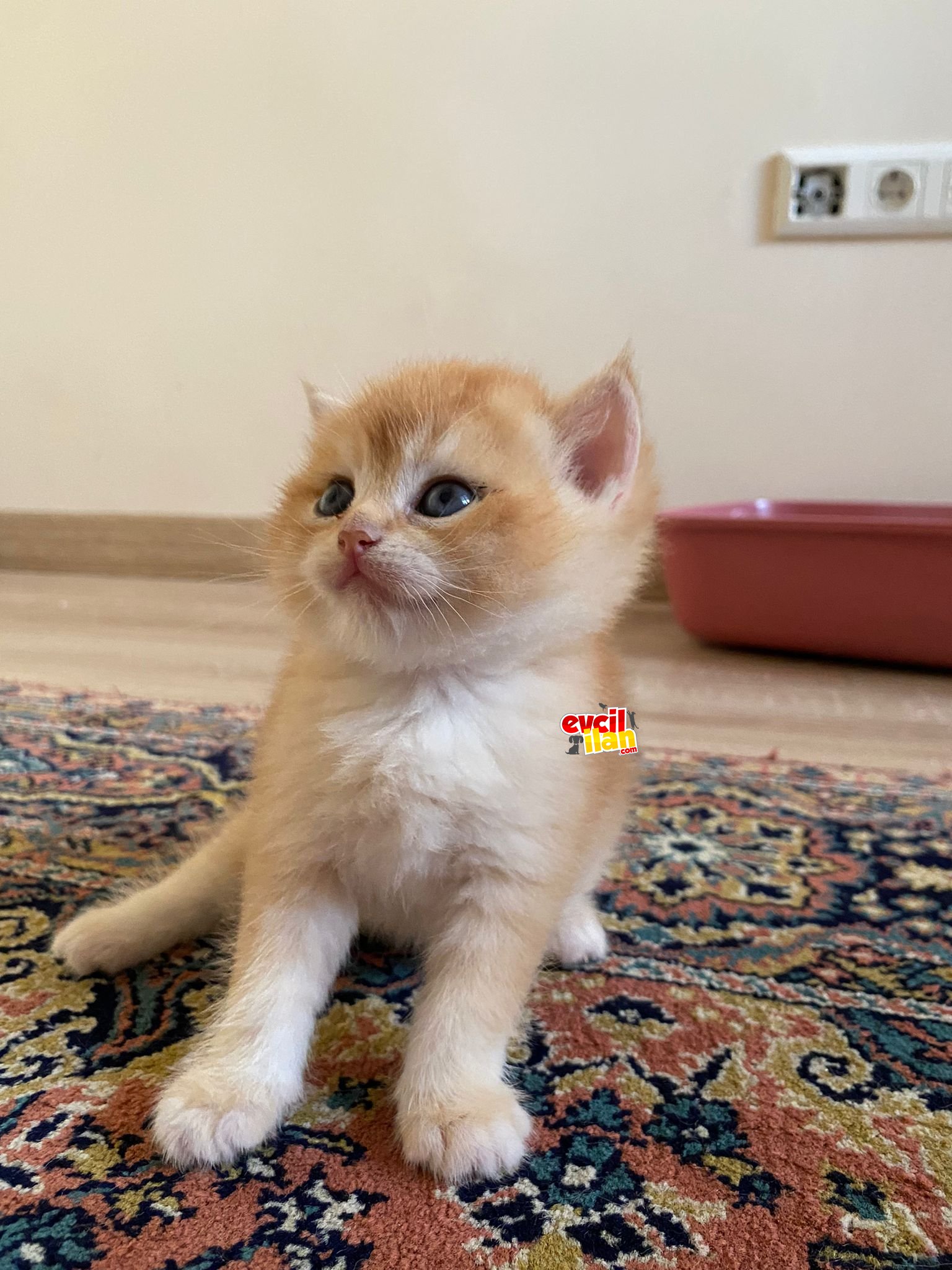 GOLDEN KEDİ (ny12 erkek)