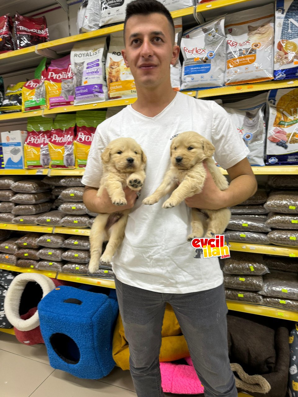 Golden Retriever Adrese Gönderim
