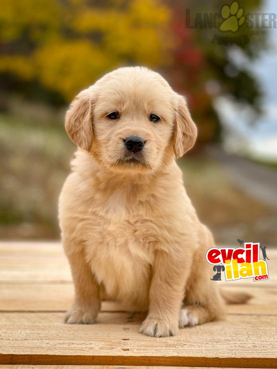 Golden Retriever Yavrular Bebek Surat