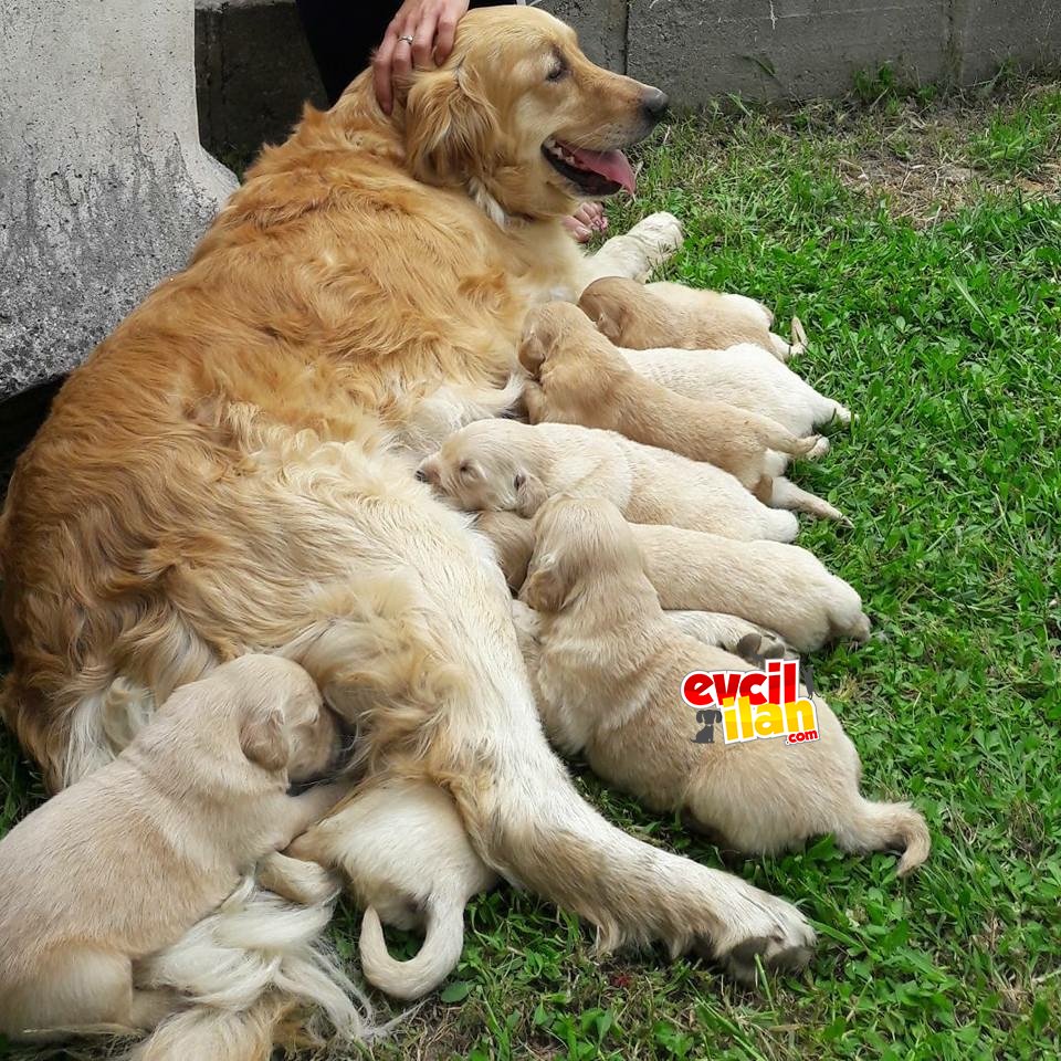 Golden Retriewer YAVRULAR 