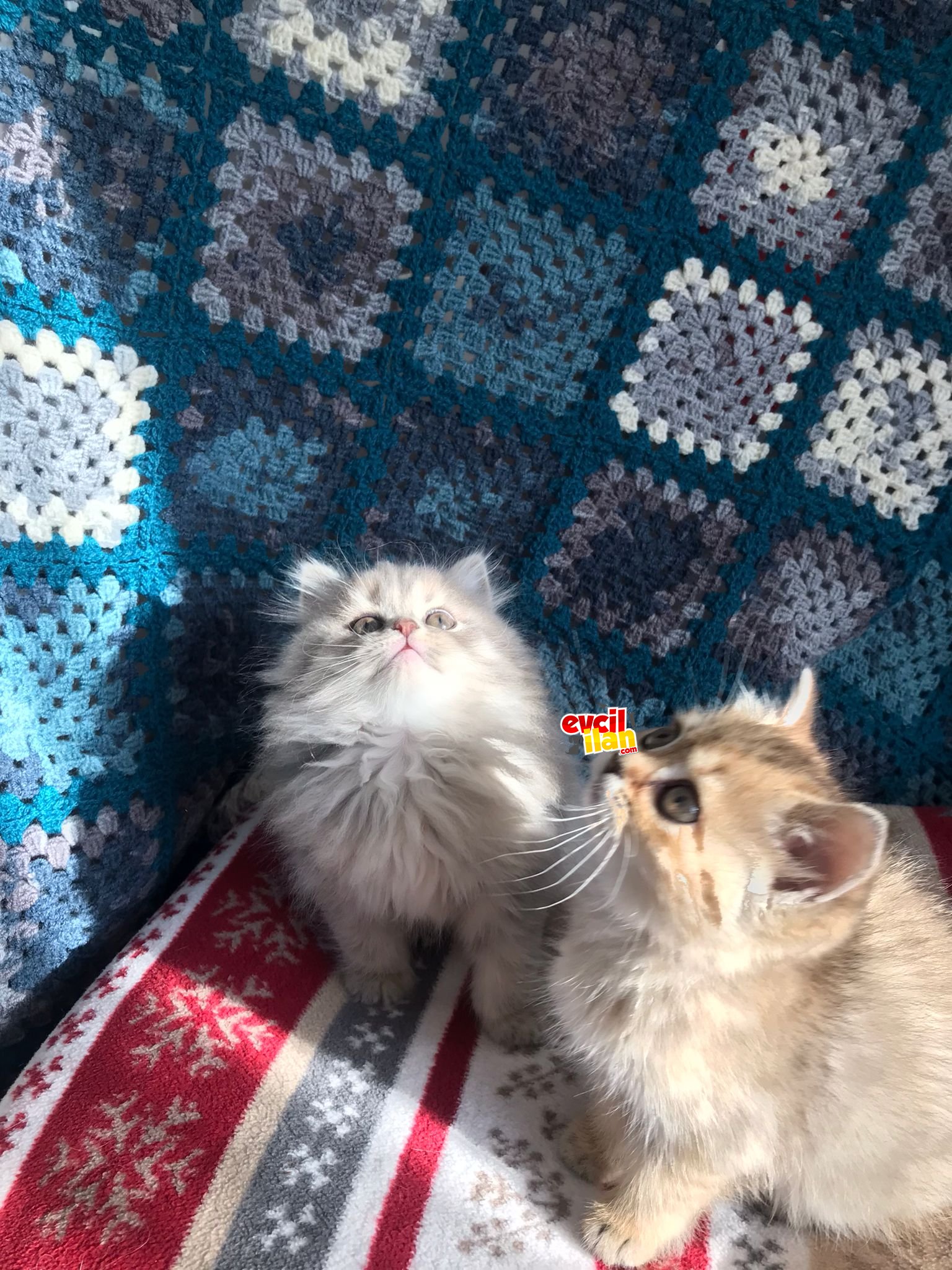 Golden Scottish ve British Longhair Muhteşem Güzellikte Dişi Yavrular