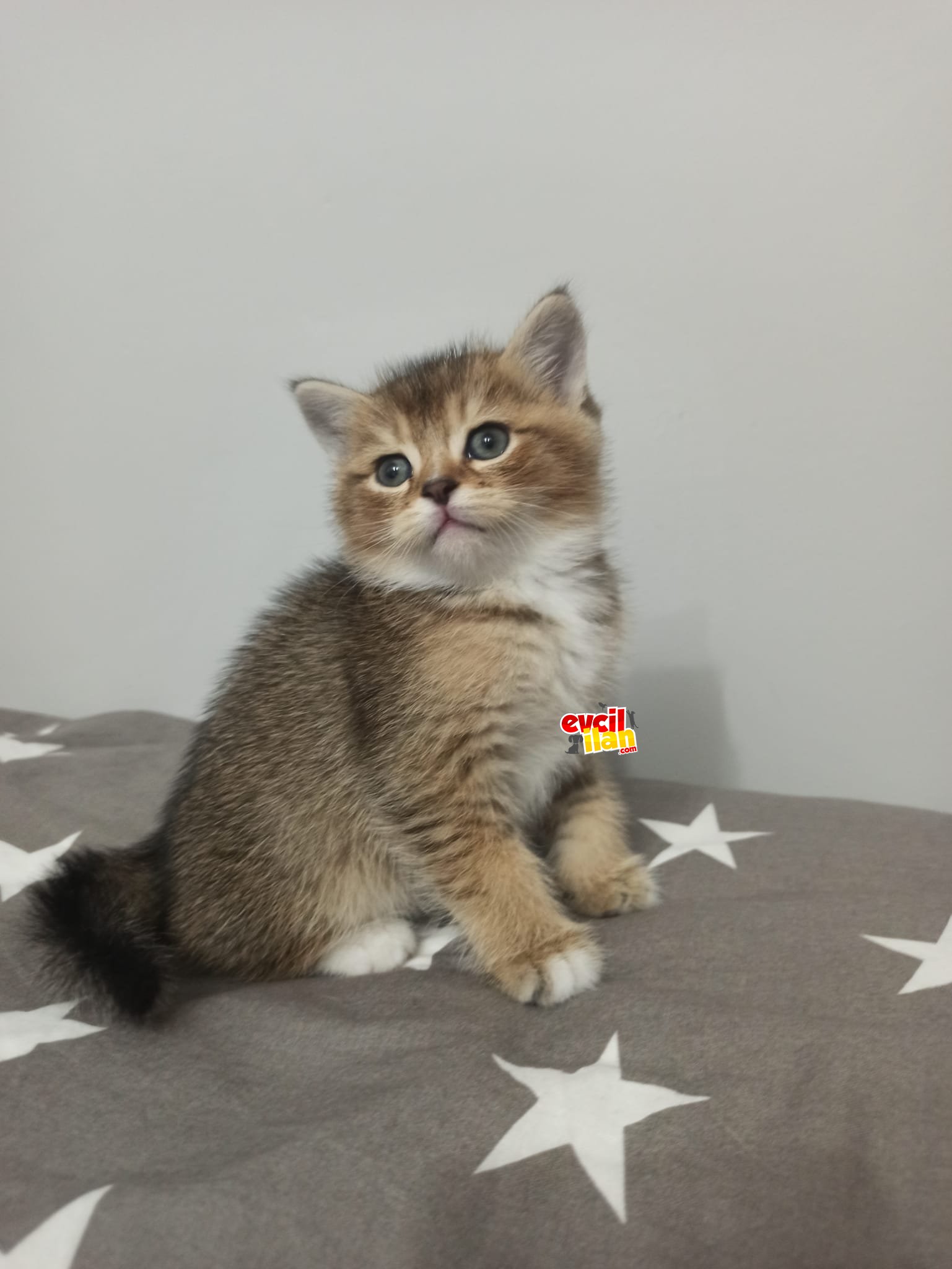 Golden Shaded Briths Sorthair