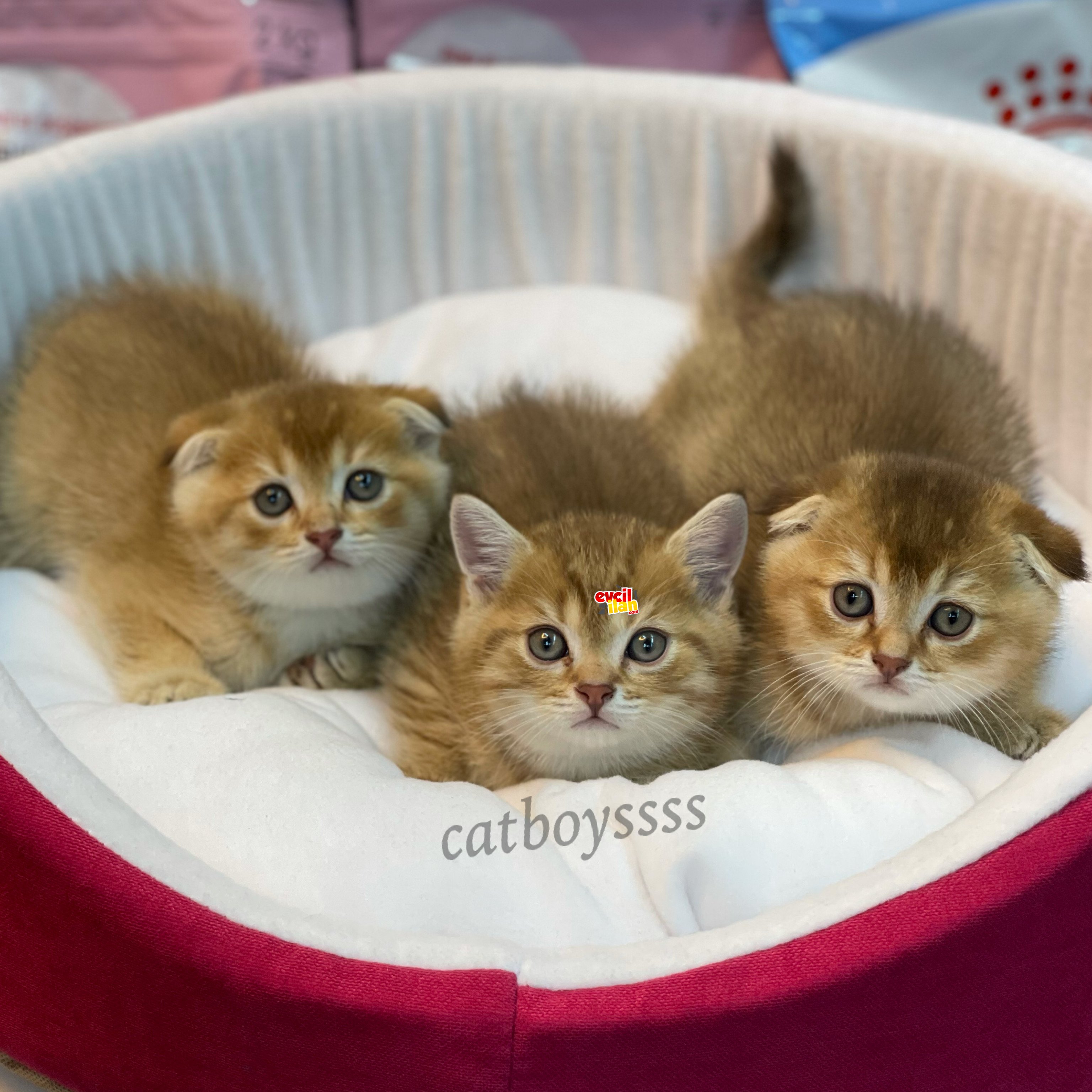 Golden shaded scottish fold yavrular