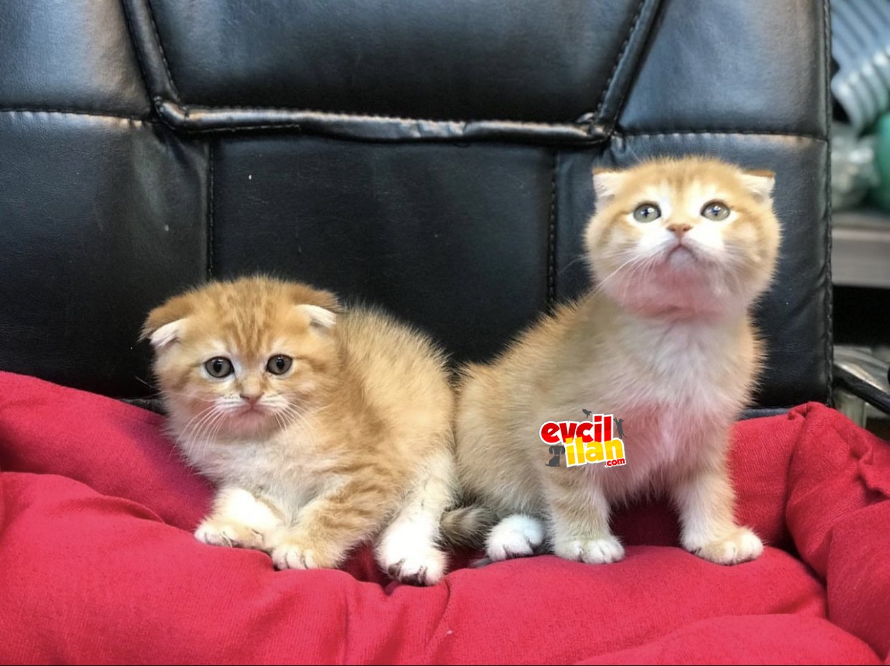 Golden tabby scottish fold erkek yavrularımız