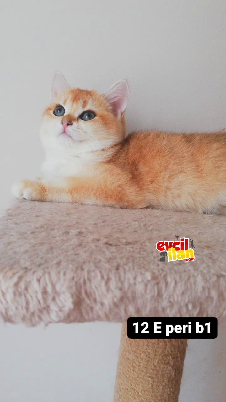 Golden yavrular sarı yavrular son derece sağlıklı