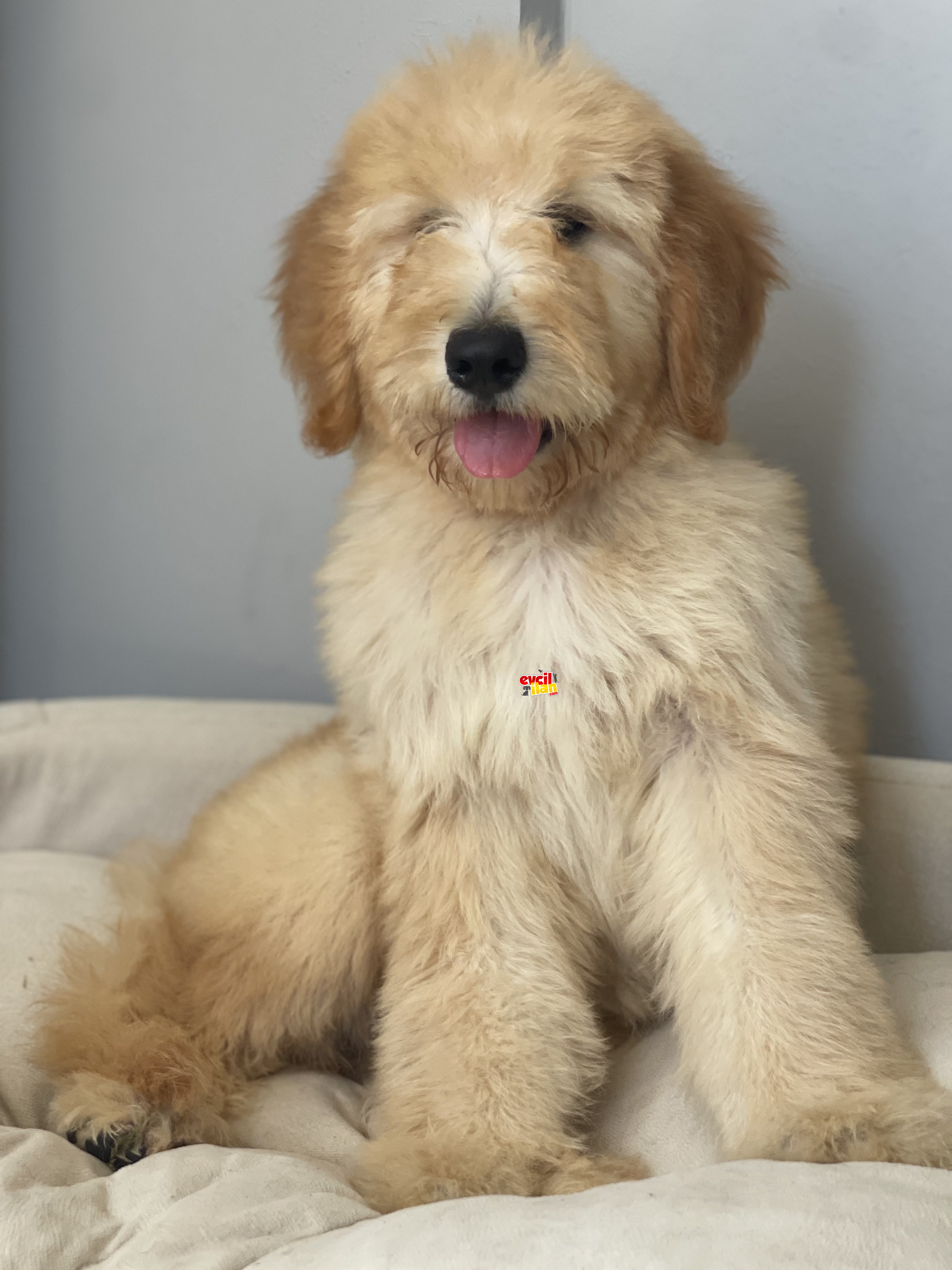 Goldendoodle muhteşem ırk hypoallerjenik köpekler 