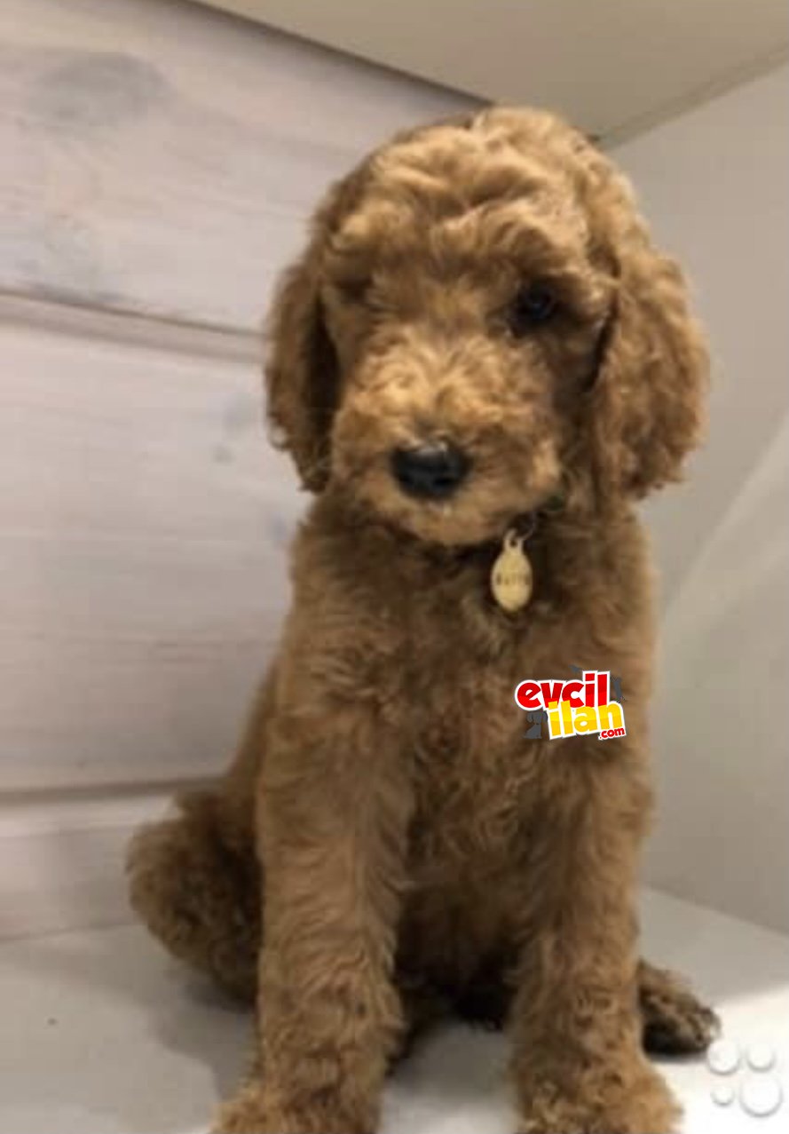 Goldendoodle multigen türkiyede tek güvenilir adresten 