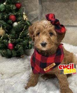 Goldendoodle özel ürerim ırklar nadir bebekler