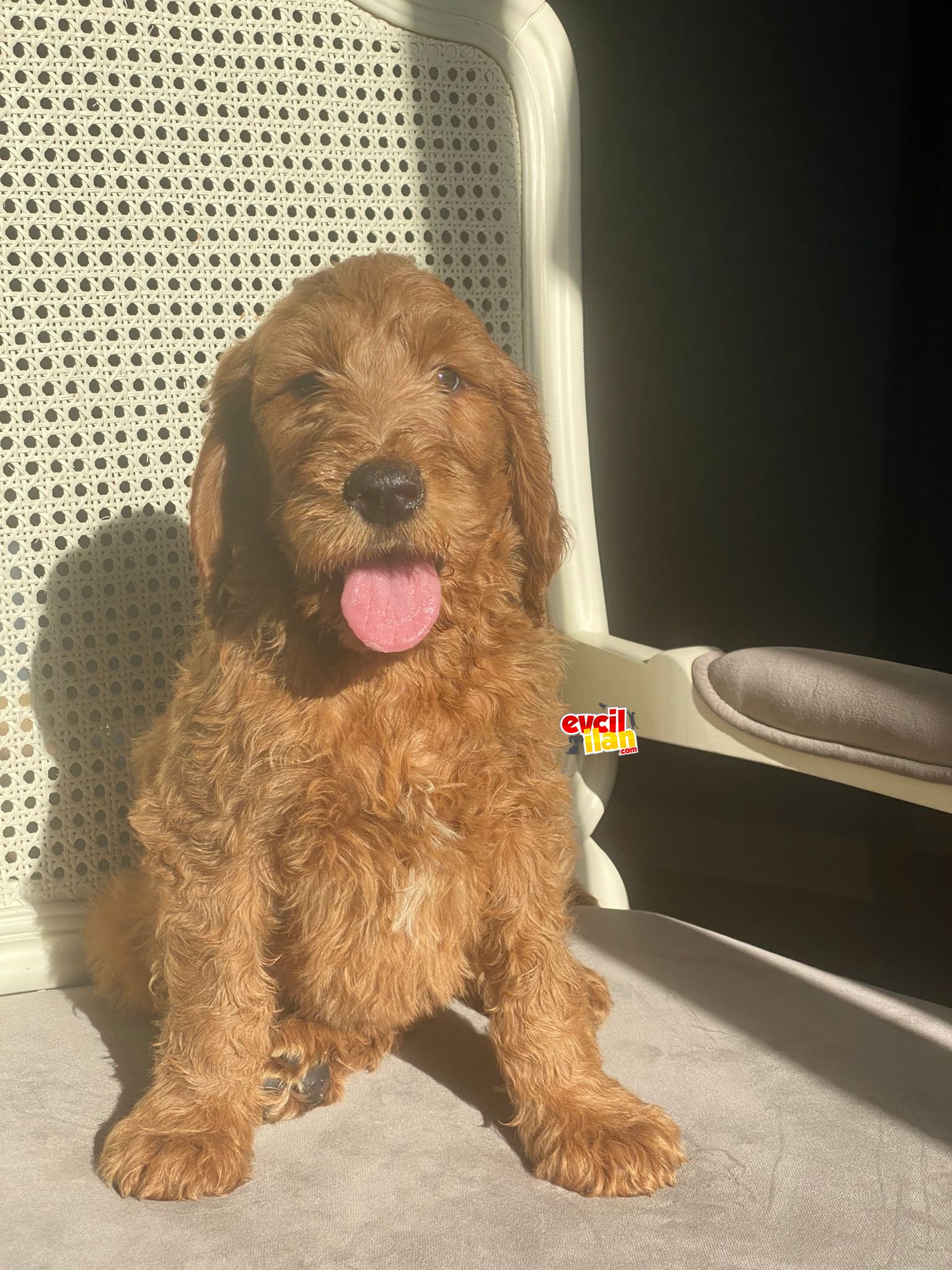 Goldendoodle türkiyede tek hypoallergenic ırk