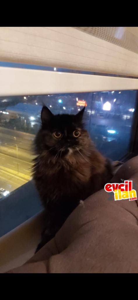 Gorgeous-eyed Persian cat looking for a new home ♡