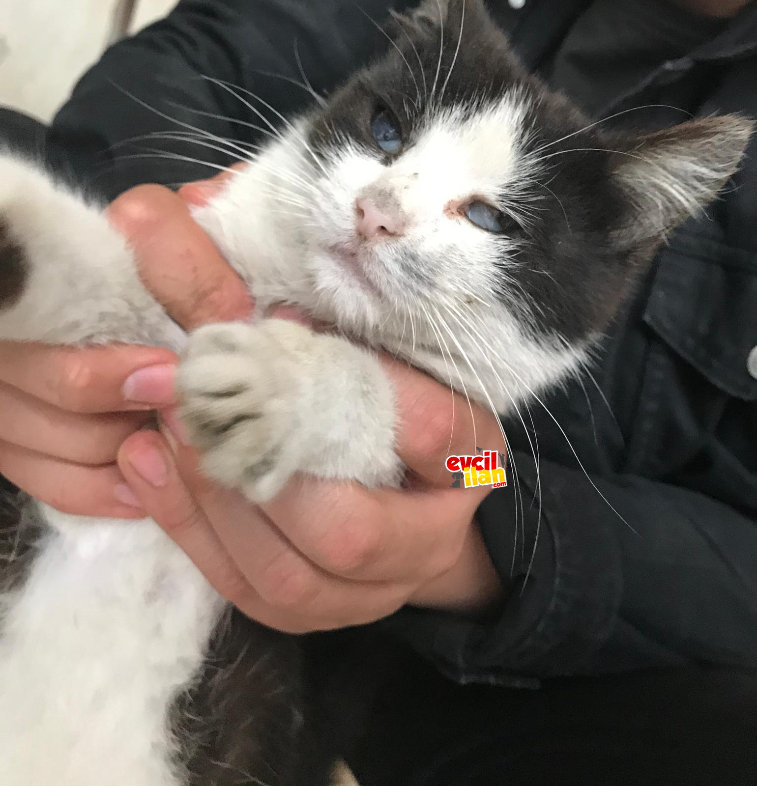 Görme engelli bakıma muhtaç kedi 