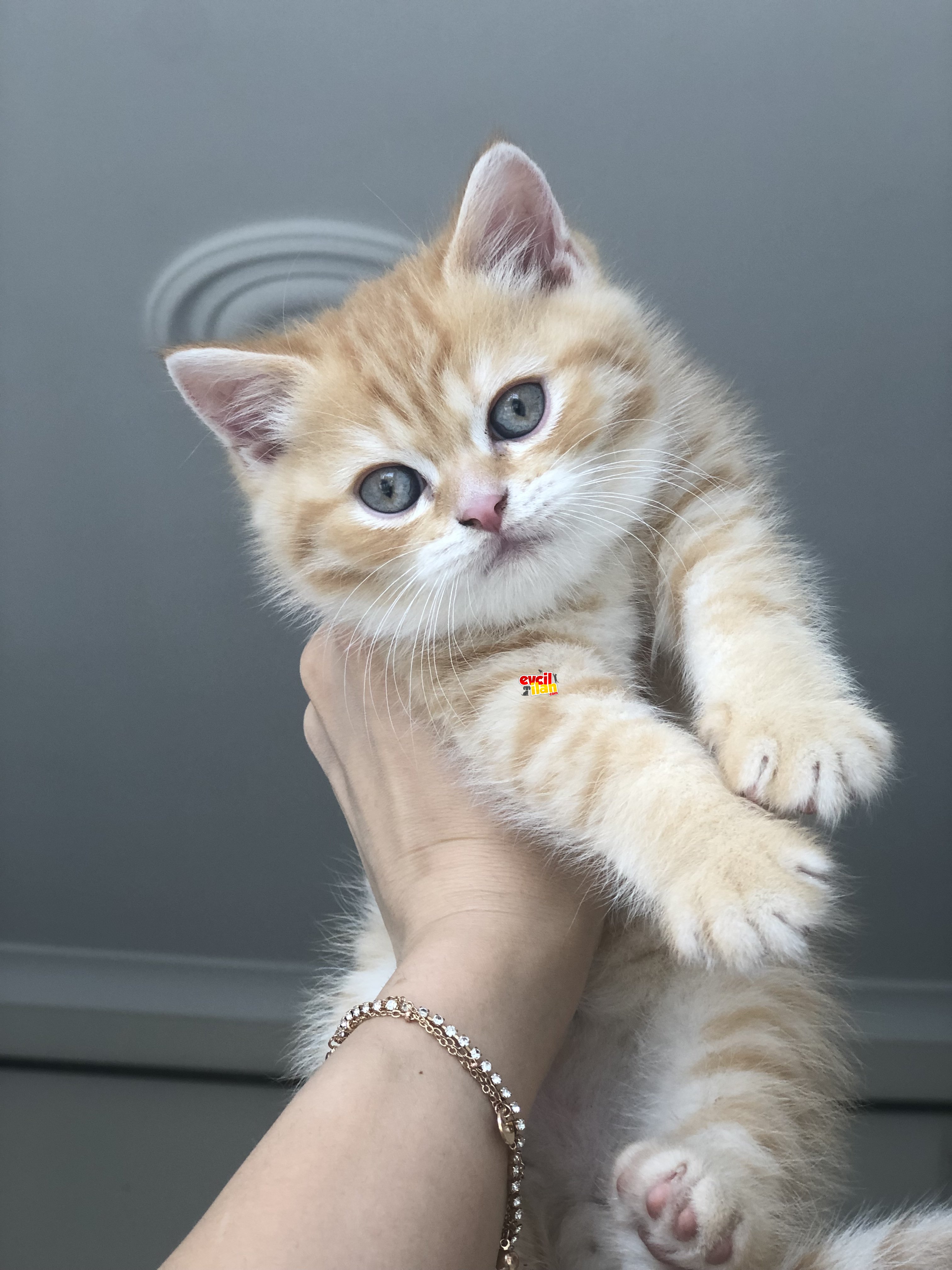 Görüp görevileceğinuz en uysal sıcak kanlı kedi