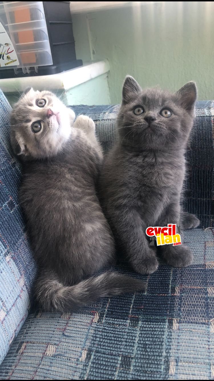 GRİ BRİTİSH SHORTHAİR BAKIMLI KEDİM İSTANBUL BÜYÜKCEKMECE